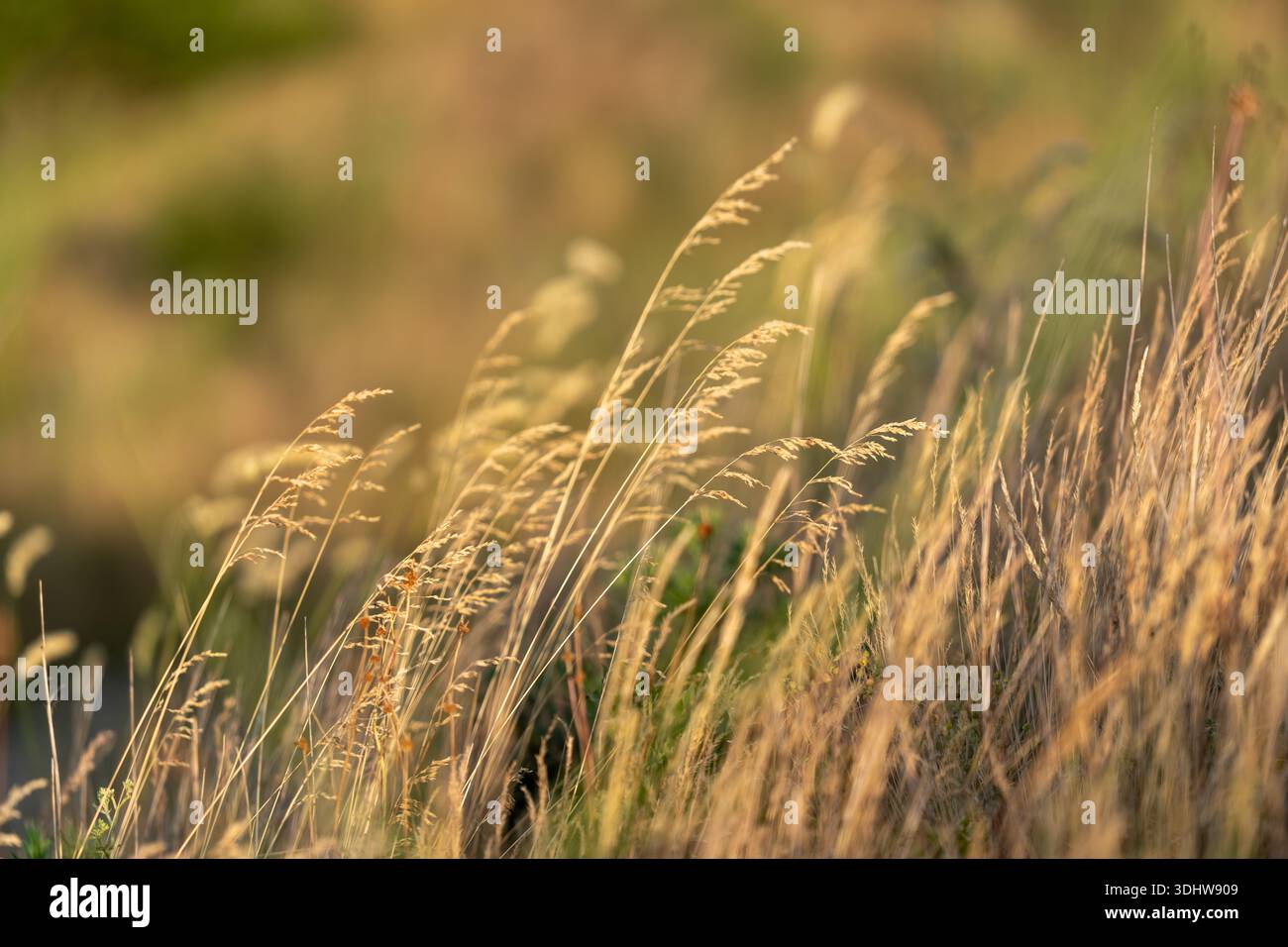 Gras wächst auf einem Feld, wenn die Sonne untergeht, und wirft warmes Licht über die Szene. Die Stiele bewegen sich langsam mit der Brise und zeigen die schlichte Schönheit der Natur Stockfoto