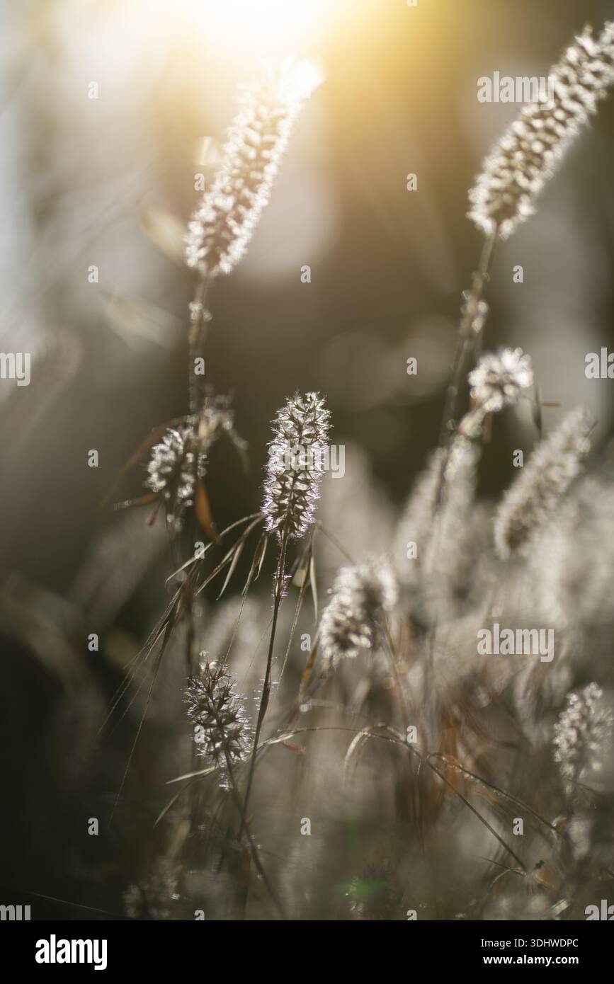 Der Blick auf sonnendurchflutete Gräser schwingt sanft im goldenen Licht und schafft eine ätherische und traumhafte Szene mit weichen Texturen und verschwommenem Bokeh, Adelaide Stockfoto