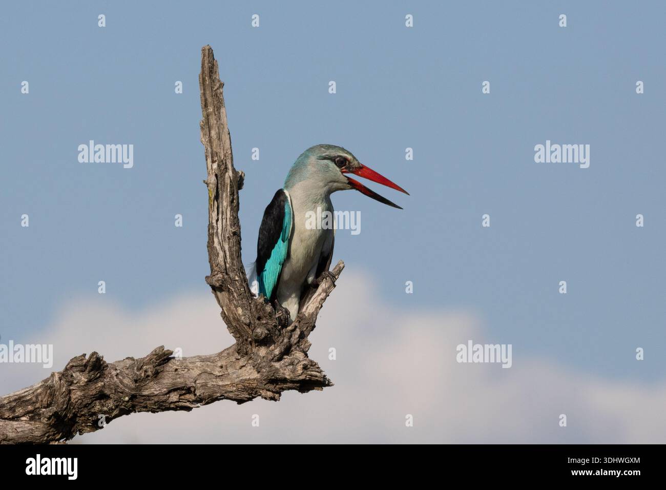 Waldvogel, Halcyon senegalensis, Erwachsener. Farbenfroher Vogel, der auf einem trockenen Hang vor einem blauen Himmel mit offenem Schnabel thront. Stockfoto