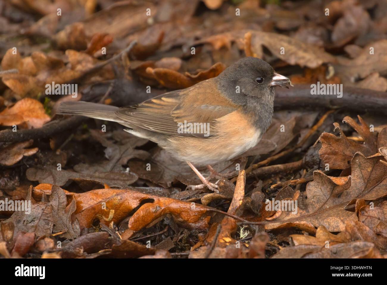 Dunkeläugige Junco (Junco hyemalis), William Finley National Wildlife Refuge, Oregon Stockfoto