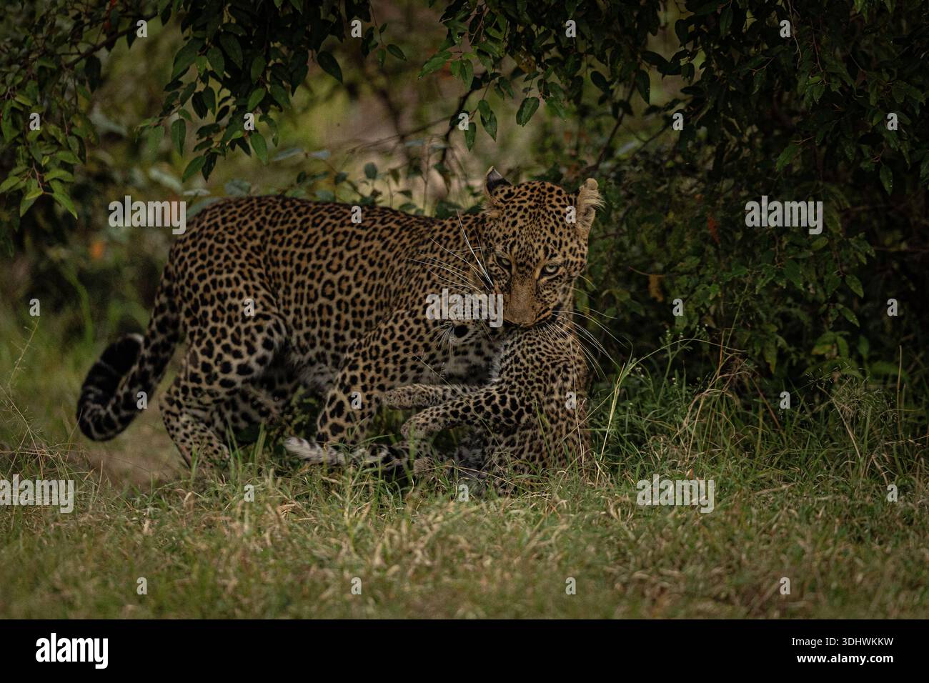 Blick auf eine Leopardenmutter und ihr Jungtier, die sich spielerisch inmitten der hohen Gräser und im Schatten der Laubbäume umarmen, Narok, Rift Valley, Kenia Stockfoto