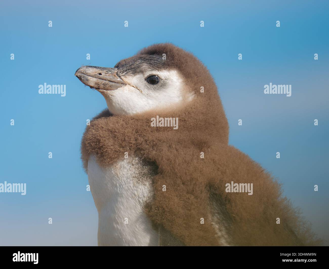 Blick auf eine flauschige, braune Magellan-Pinguin-Küken mit weißer Brust und Kopf steht vor einem hellen, klaren blauen Himmel, Isla Magdalena, Chile. Stockfoto