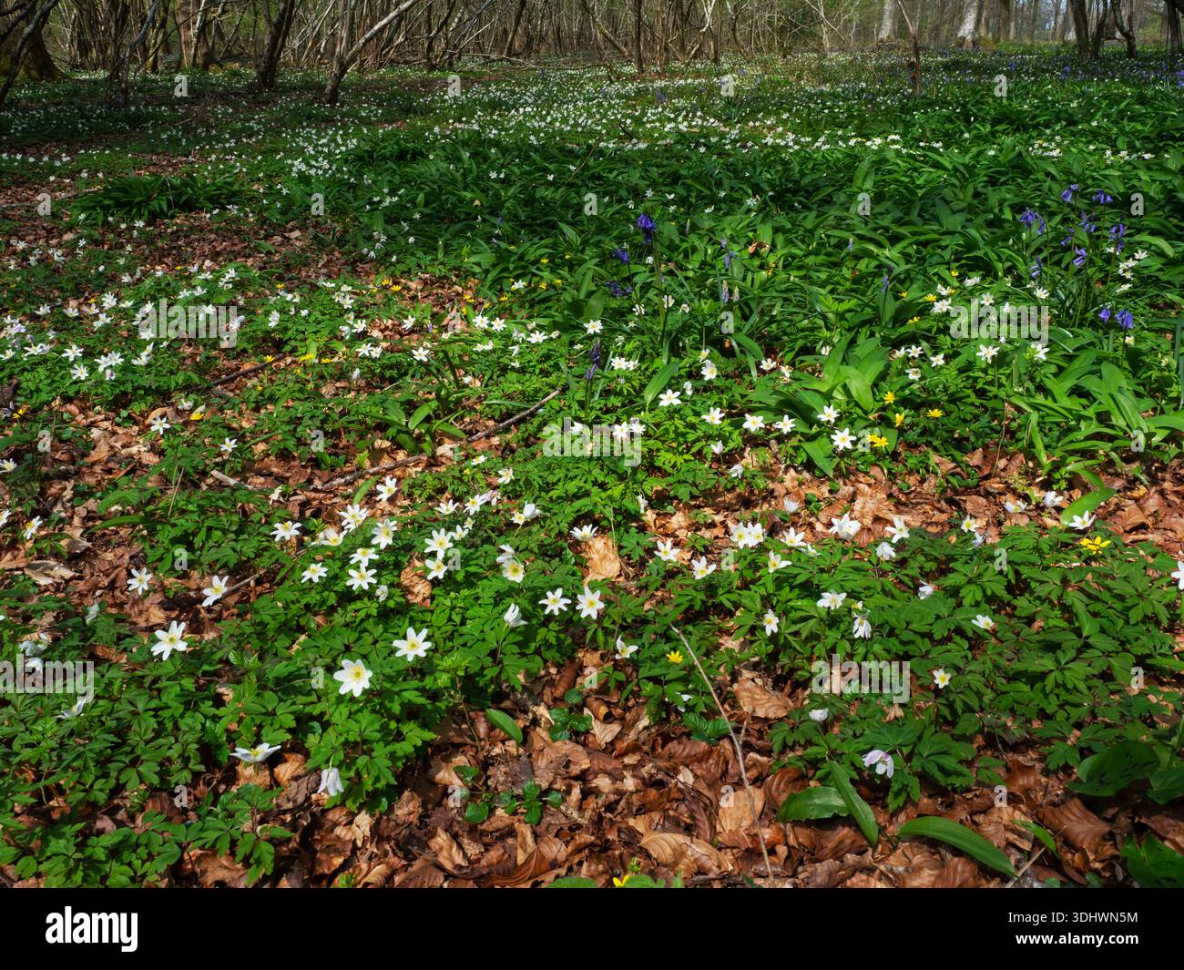 Holzanemone Anemone nemorosa, Vernditch Chase, Teil von Cranborne Chase und West Wiltshire Downs Area, Wiltshire, England, Großbritannien, April 2022 Stockfoto