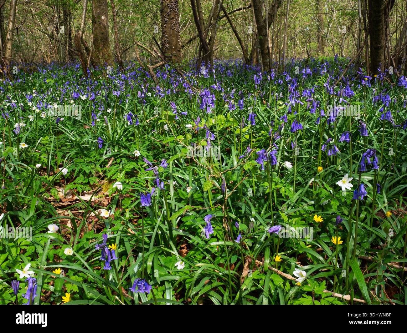 Bluebell Hyacinthoides non-scripta und Wood Anemone Anemone nemorosa, Verndith Chase, Teil von Cranborne Chase und West Wiltshire Downs Area, Wiltshire Stockfoto