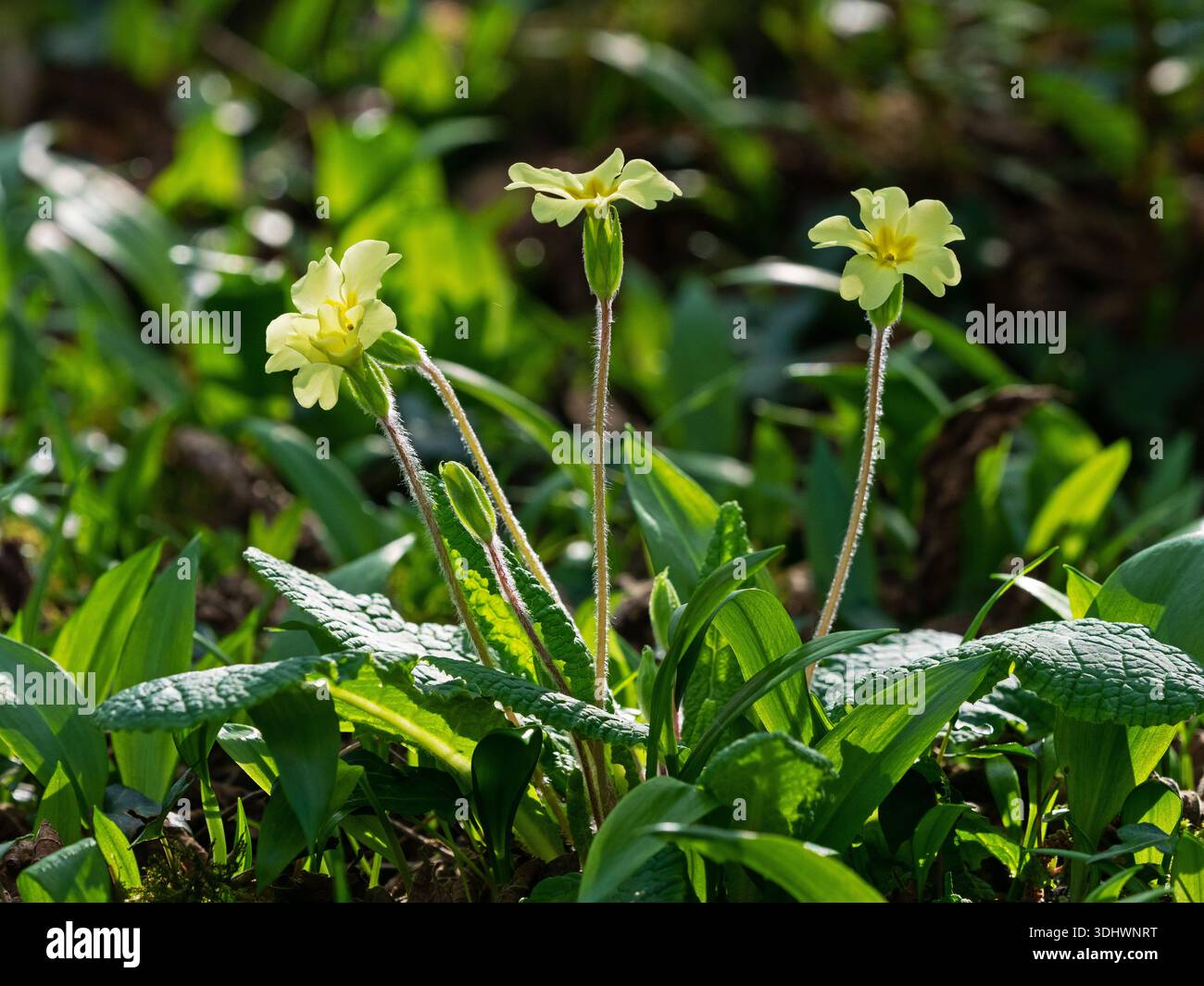 Primrose Primula vulgaris, beleuchtet im Wald nördlich von Stonehill Down, nahe Wareham, Dorset, England, Vereinigtes Königreich, März 2022 Stockfoto