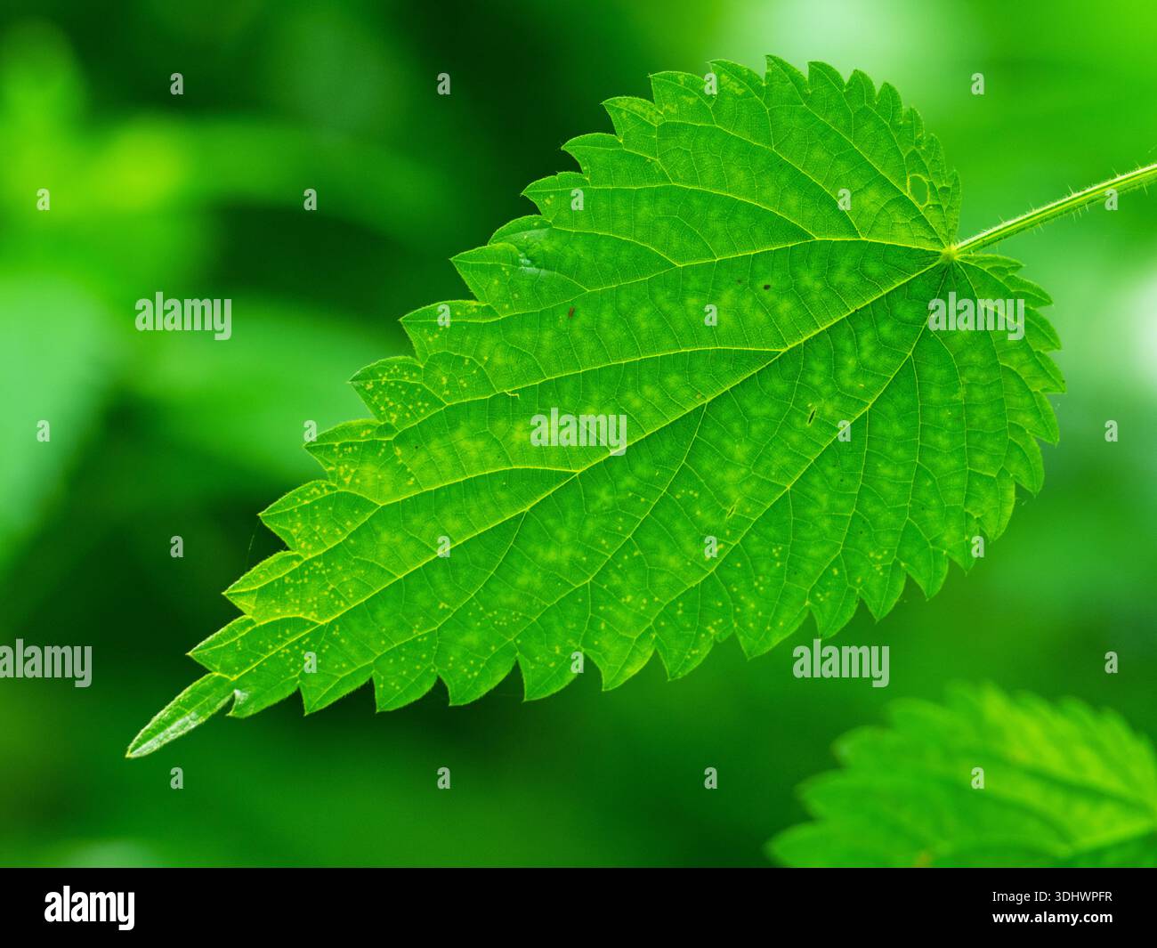 Blatt der Brennnessel Urtica dioica, Hilfield Hill Nature Reserve, Dorset County Council Reserve, Dorset, England, Großbritannien, Juni 2022 Stockfoto