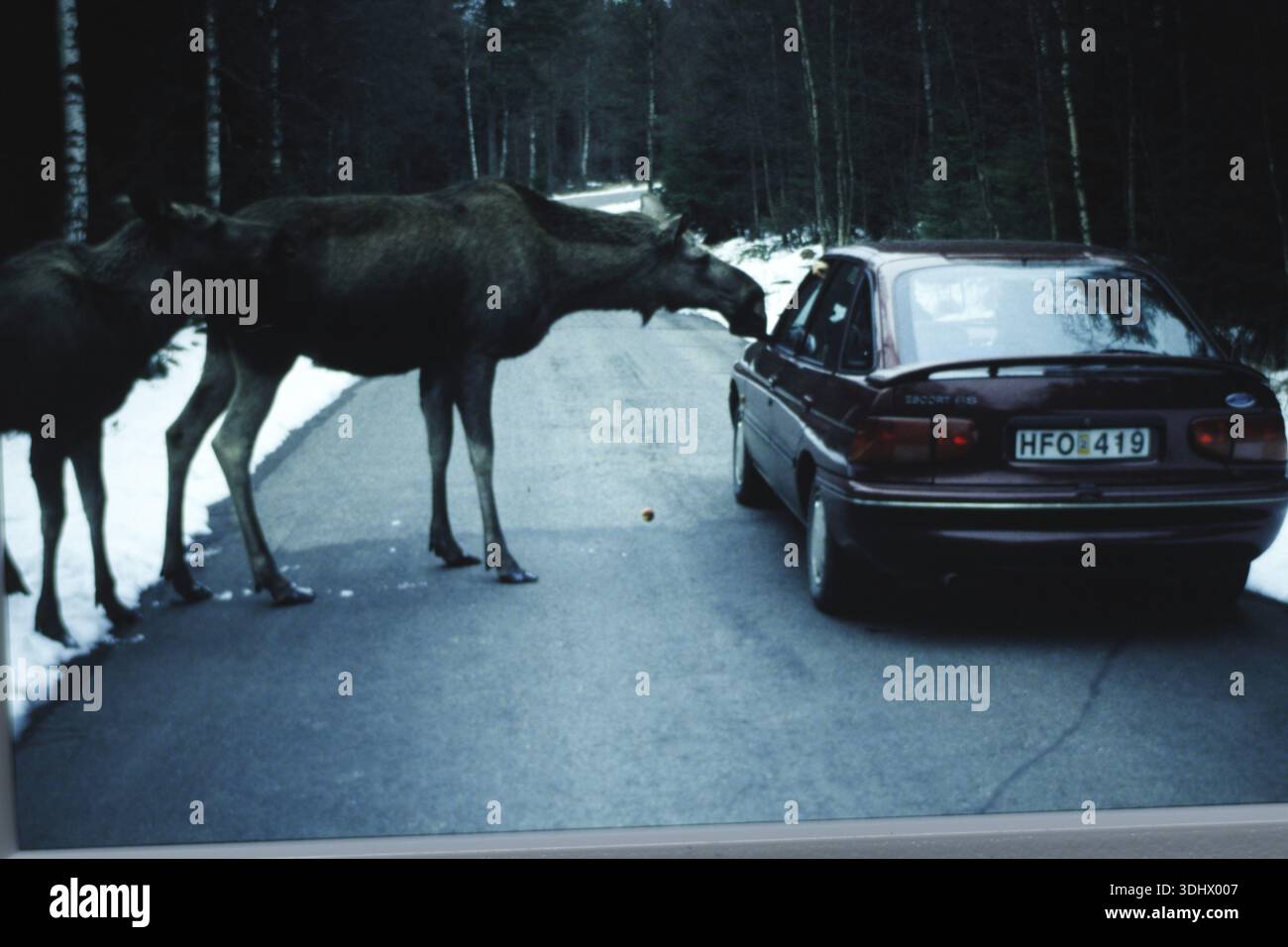 Elch, Alces Alces, Elchkuh mit Jungen auf der Straße, Schweden Stockfoto