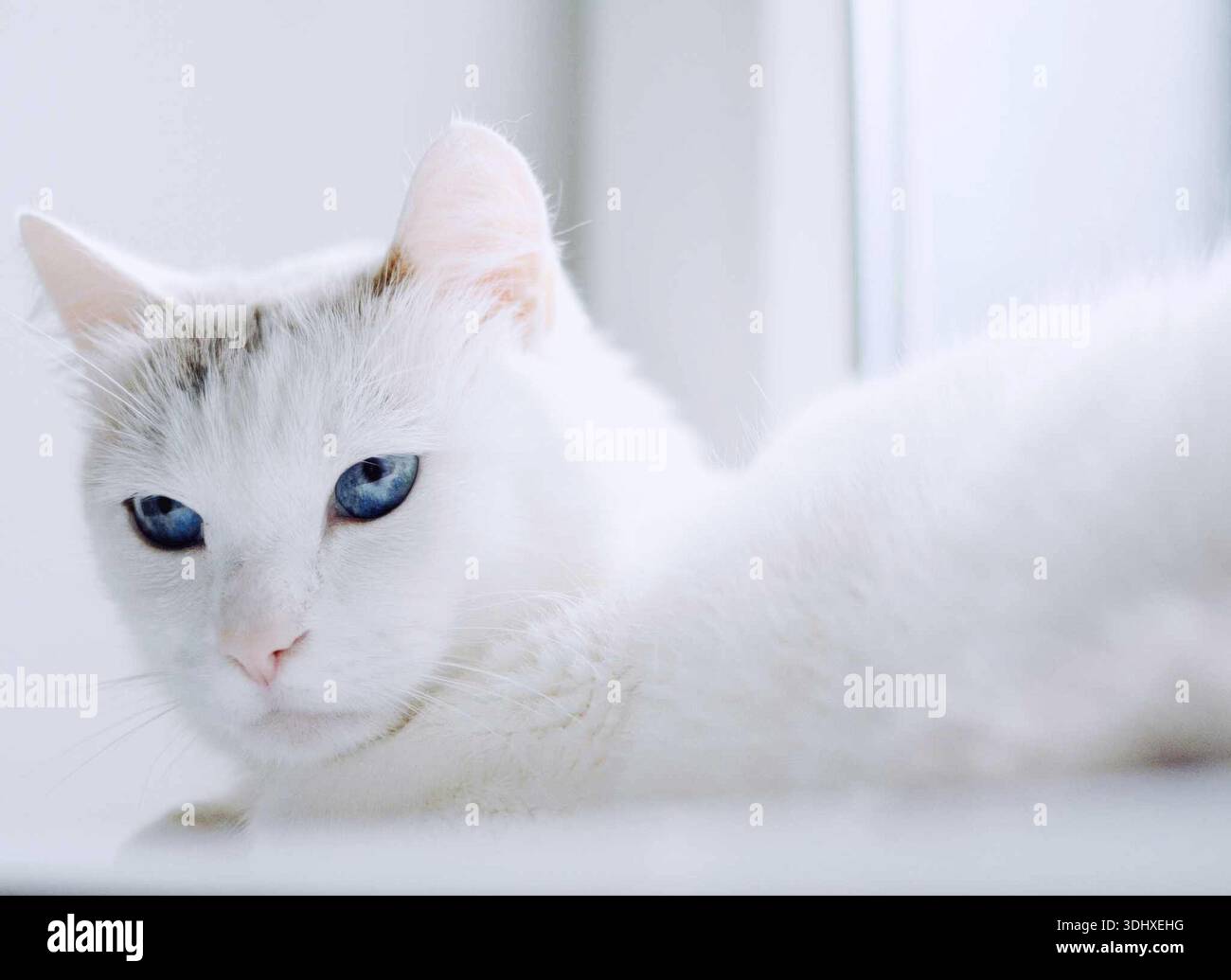 Eine schöne weiße Katze mit blauen Augen auf der Fensterbank Stockfoto