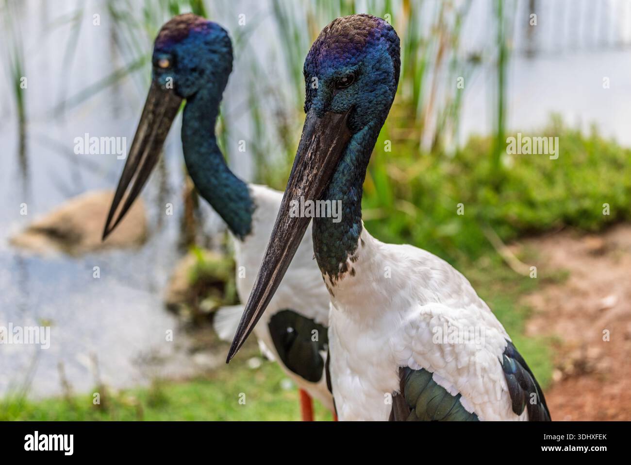 Nahaufnahme des schillernden Kopfes eines Schwarzhalsstorchs im Hunter Valley, NSW, Australien Stockfoto