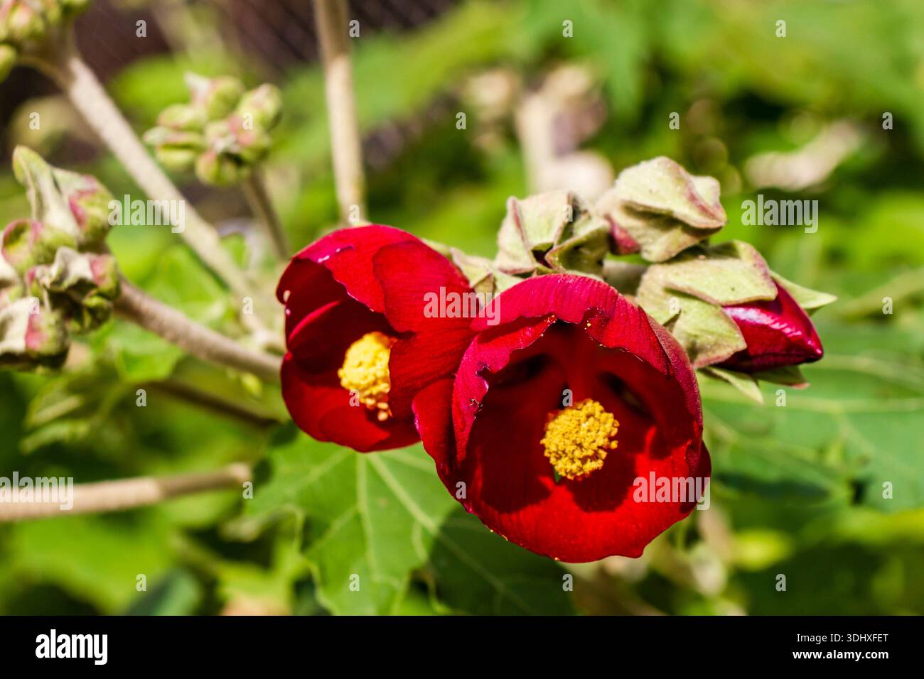 Helle Rote Hibiskusblüten Mit Gelben Zentren In Grünem Garten Stockfoto