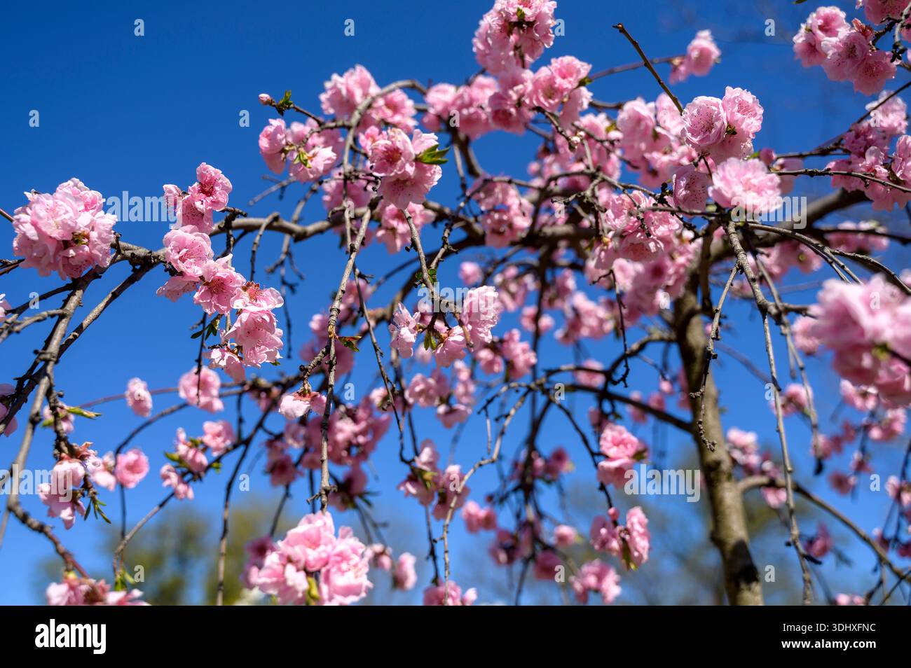 Rosa blühende Pfirsichblüten auf Ästen vor klarem blauem Himmel. Konzept der Wiedergeburt im Frühling, natürliche florale Ästhetik und lebendige Gartenschönheit Stockfoto