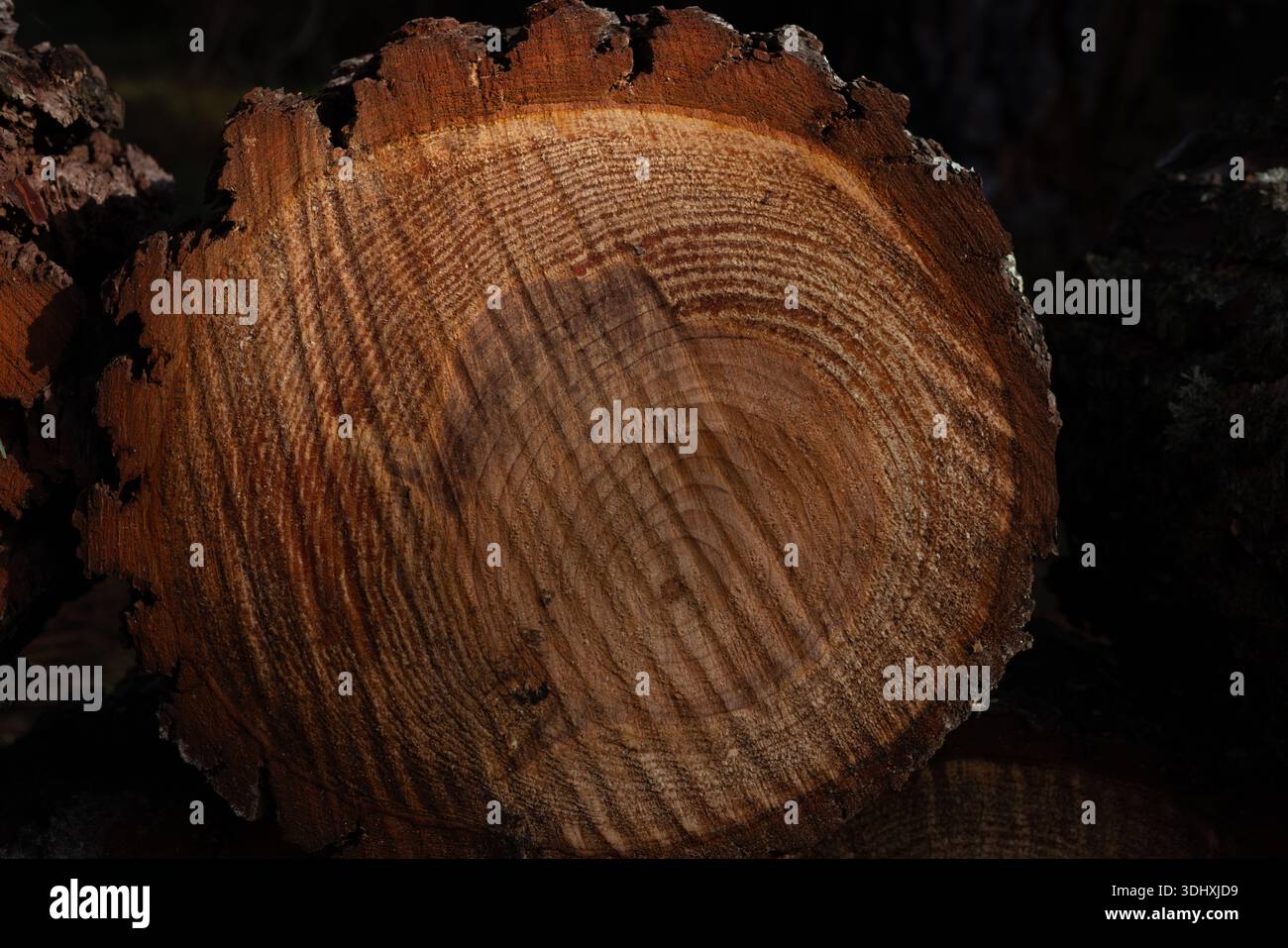 Natürlicher Kiefernholz-Log-Muster-Hintergrund. Stockfoto