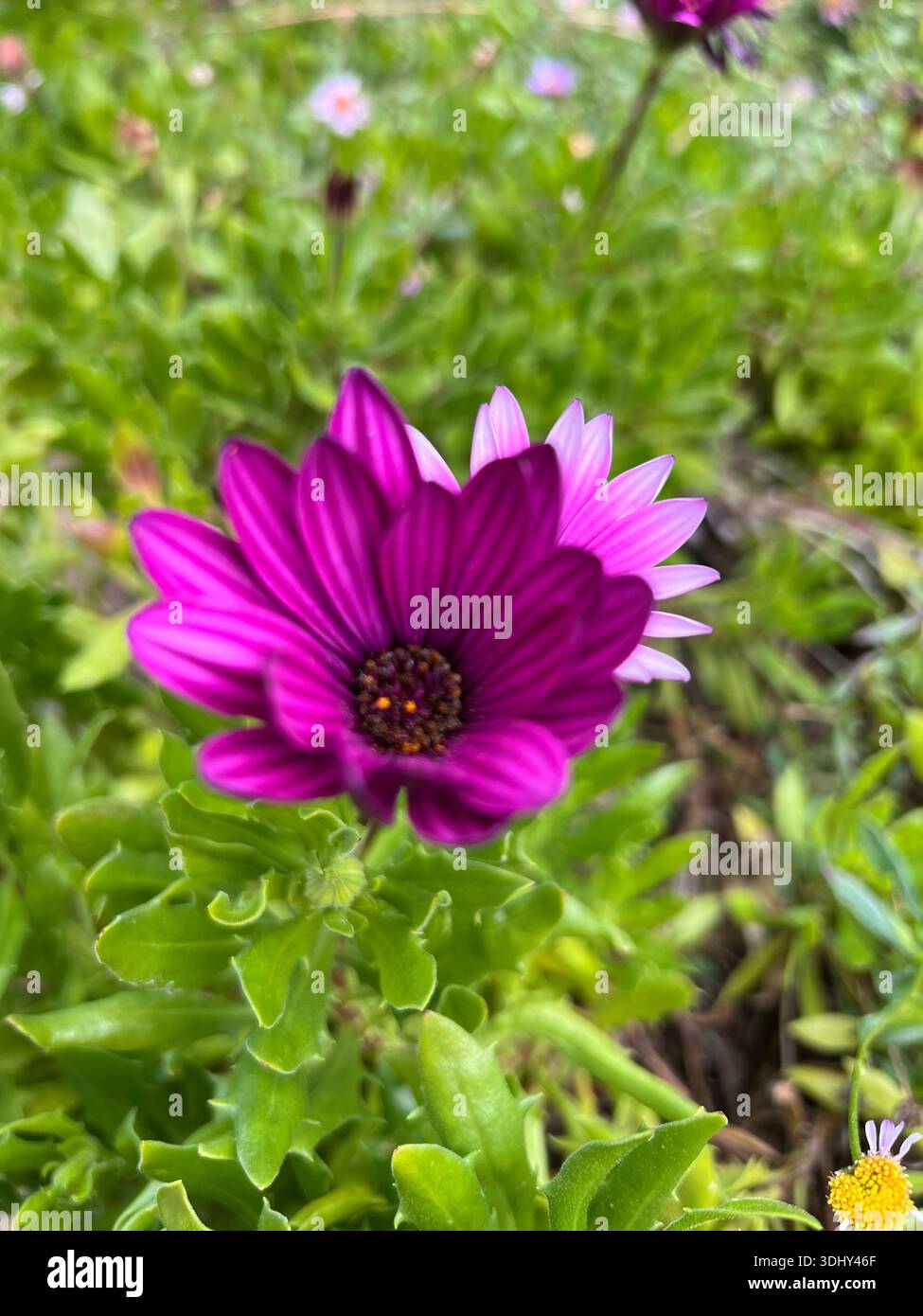 Kap-Marguerite-Blume Stockfoto