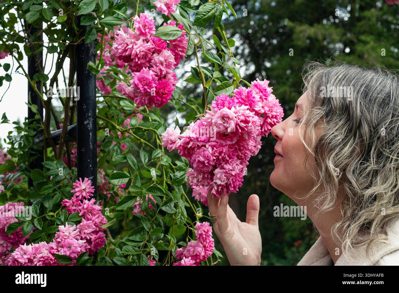 Eine Frau, die die Rosen im Portland International Rose Gardens riecht. Stockfoto