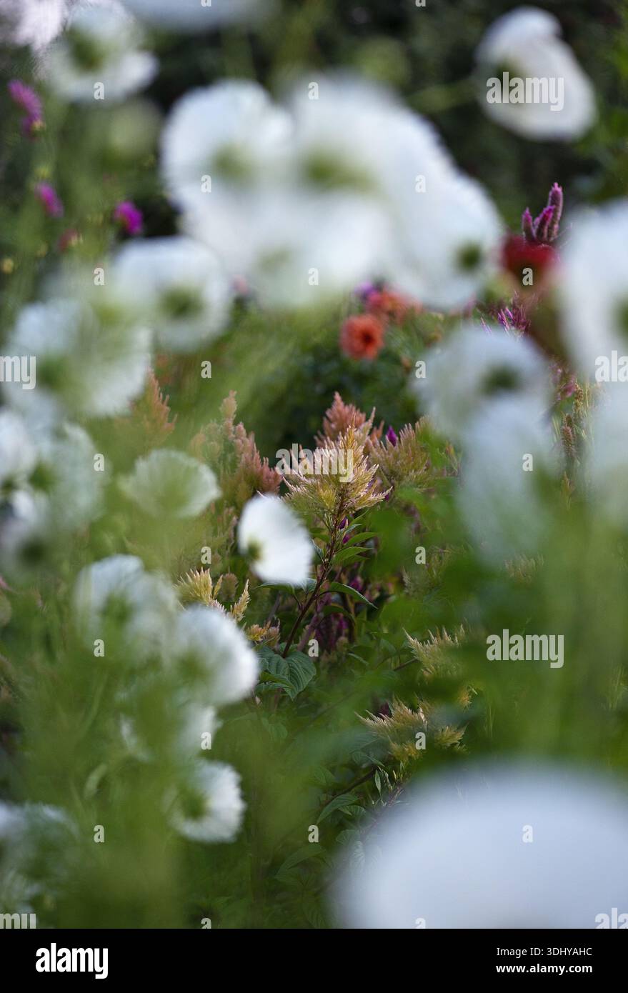 Celosia und Cosmos im Garten. Stockfoto
