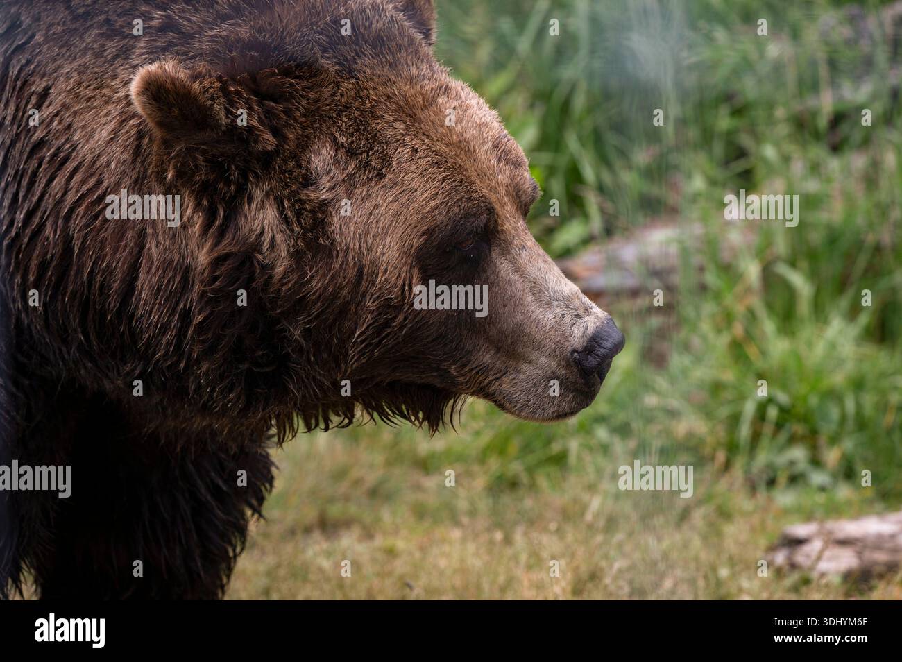 Ein Nahaufnahme des Seitenprofils eines Braunbären mit dickem, feuchtem Fell, gefangen in einer grasbewachsenen Umgebung auf dem Grouse Mountain. Der Kopf des Bären ist leicht nach unten gedreht Stockfoto