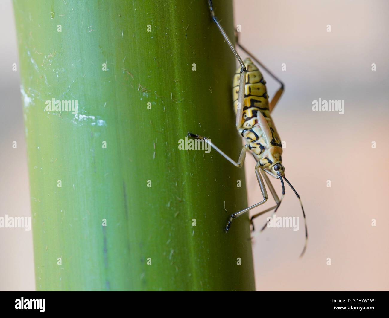 Makroaufnahme einer blattfüßigen Insektennymphe, insbesondere einer Crusader Bug (Mictis profana), mit gelben und schwarzen Markierungen auf einem Bambuspflanzenstamm. Stockfoto