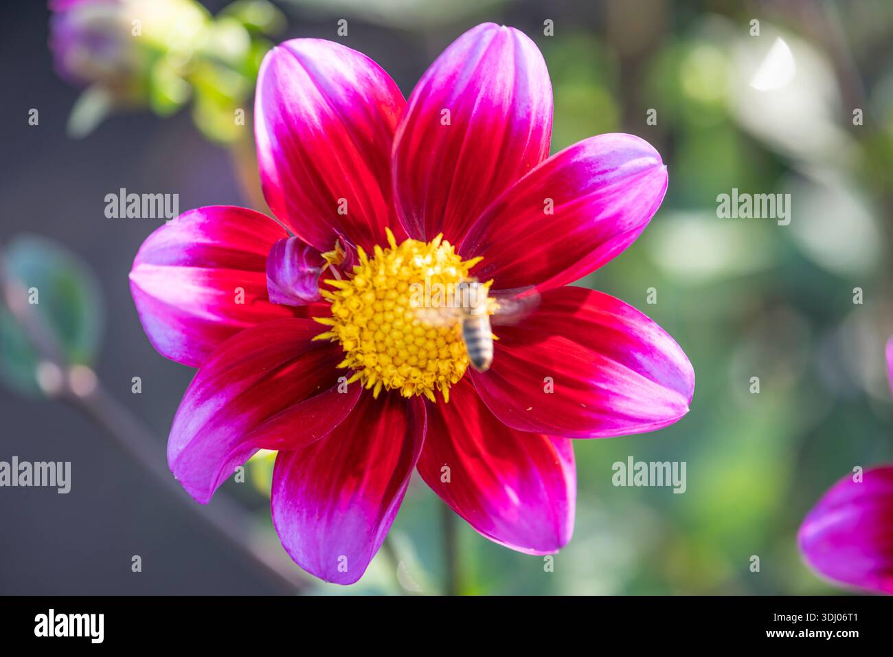 Rosa Blume mit dunklem Zentrum. Die Blume mit einer Biene in der Mitte. Stockfoto