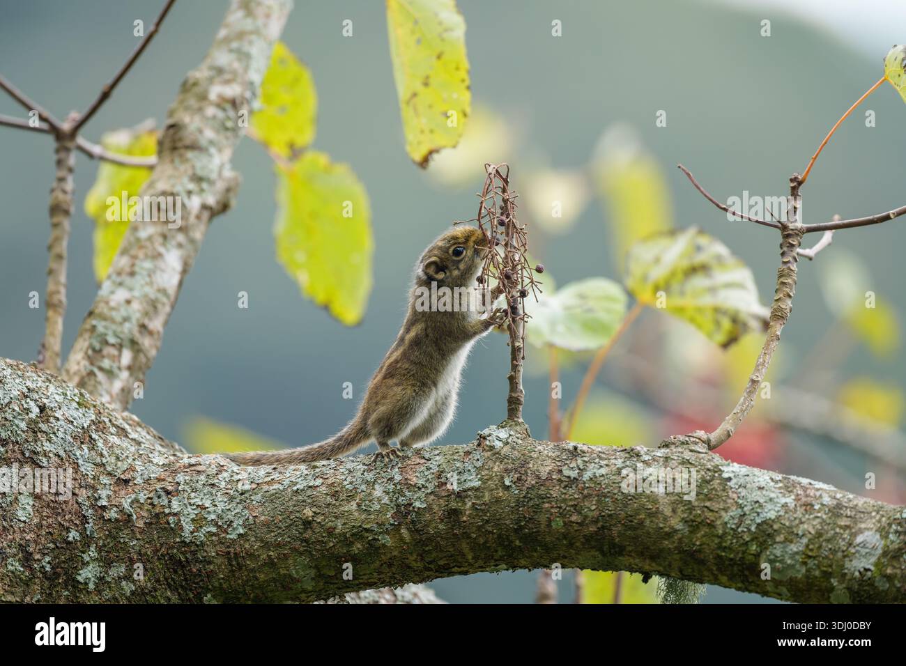 Tamiops swinhoei auf der Suche nach Baumzweig mit roten Beeren (Stockbild) Stockfoto