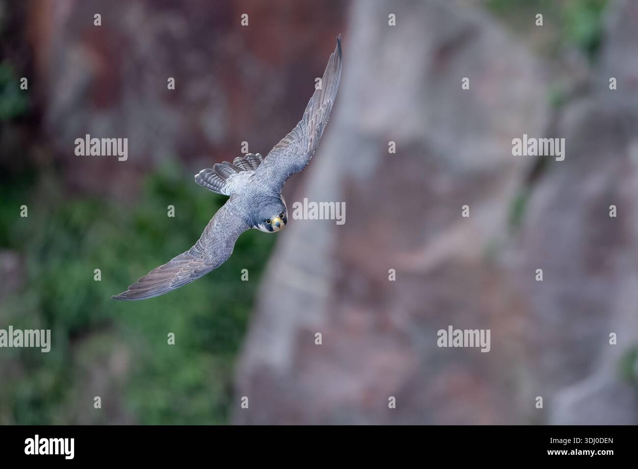 Peregrine Falke Falco Peregrinus Tauchen im Flug über Rocky Habitat Stockfoto
