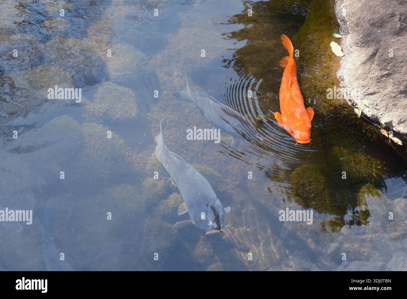 Koi-Fische schwimmen in einem klaren Teich mit Wellen und Reflexen Stockfoto