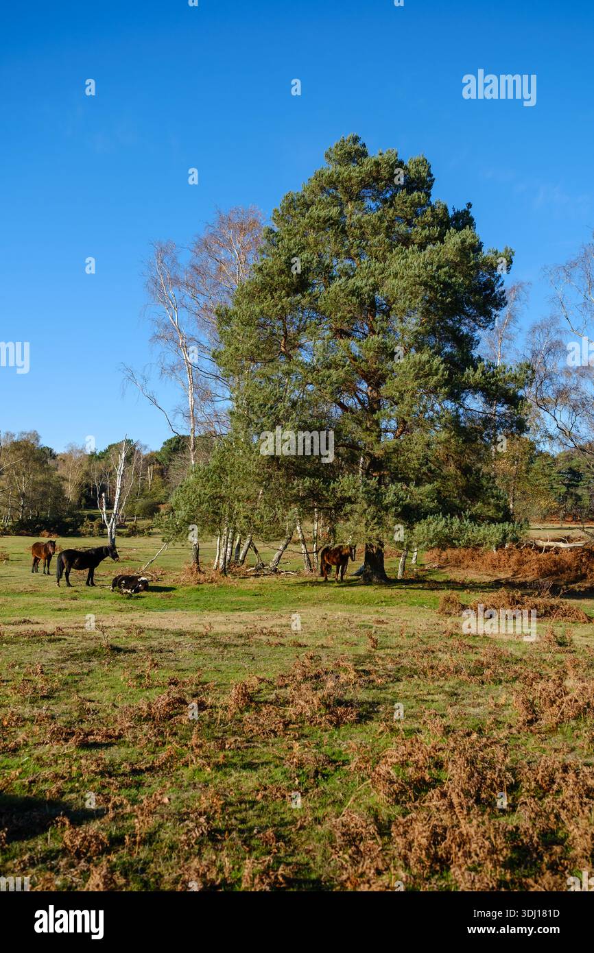 Eine hohe Kiefer spendet einem New Forest Pony an einem sonnigen Tag Schatten, während andere Ponys in der Sonne stehen. Ein aufrechtes Bild mit Kopierraum Stockfoto