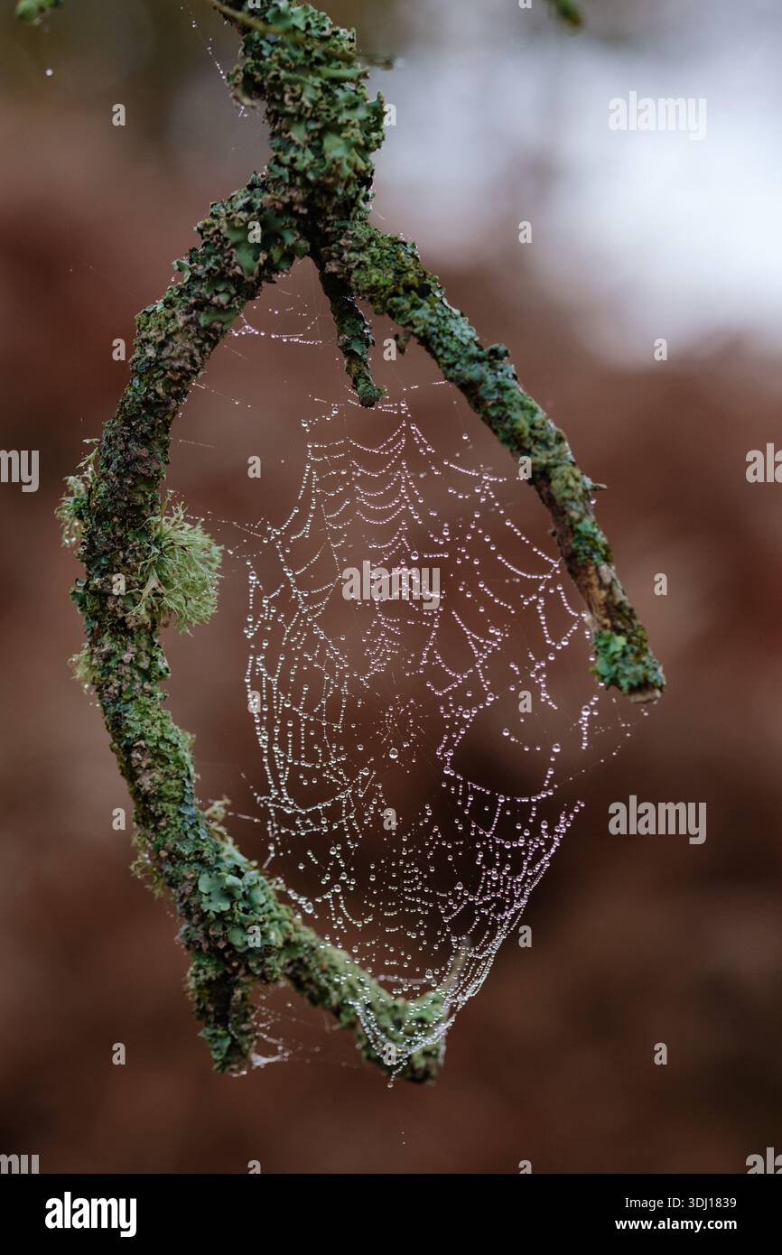 Ein Spinnennetz mit Dew On, das zwischen zwei Händen wie Zweige mit Flechten hergestellt wurde, die ihm das Aussehen eines natürlichen Traumfangers verleihen und etwas, was mythisch ist Stockfoto