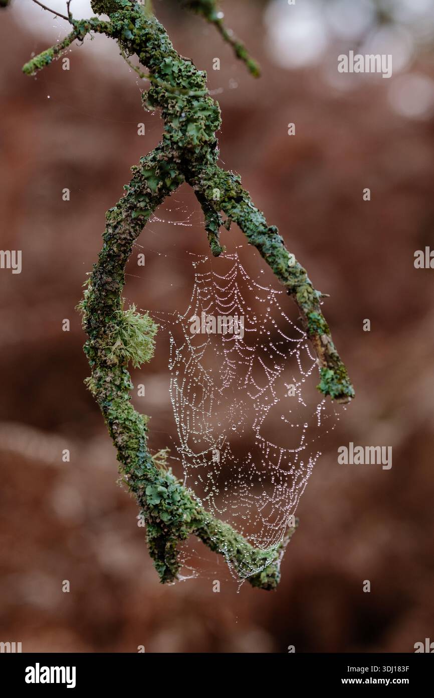 Ein Spinnennetz mit Dew On, das zwischen zwei Händen wie Zweige mit Flechten hergestellt wurde, die ihm das Aussehen eines natürlichen Traumfangers verleihen und etwas, was mythisch ist Stockfoto
