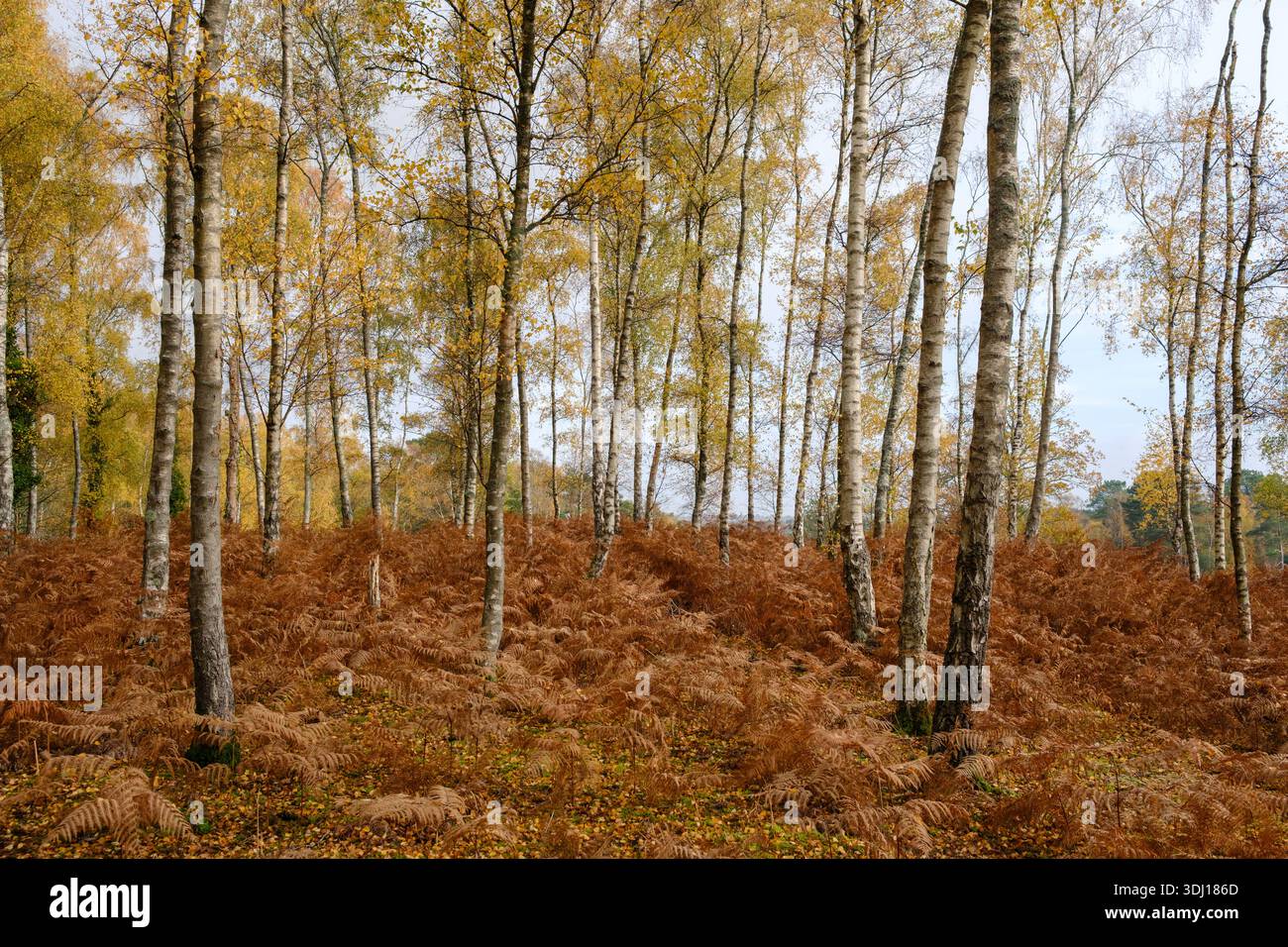 Eine herbstliche Szene mit Birkenbäumen und Farnen im New Forest Hampshire England Stockfoto