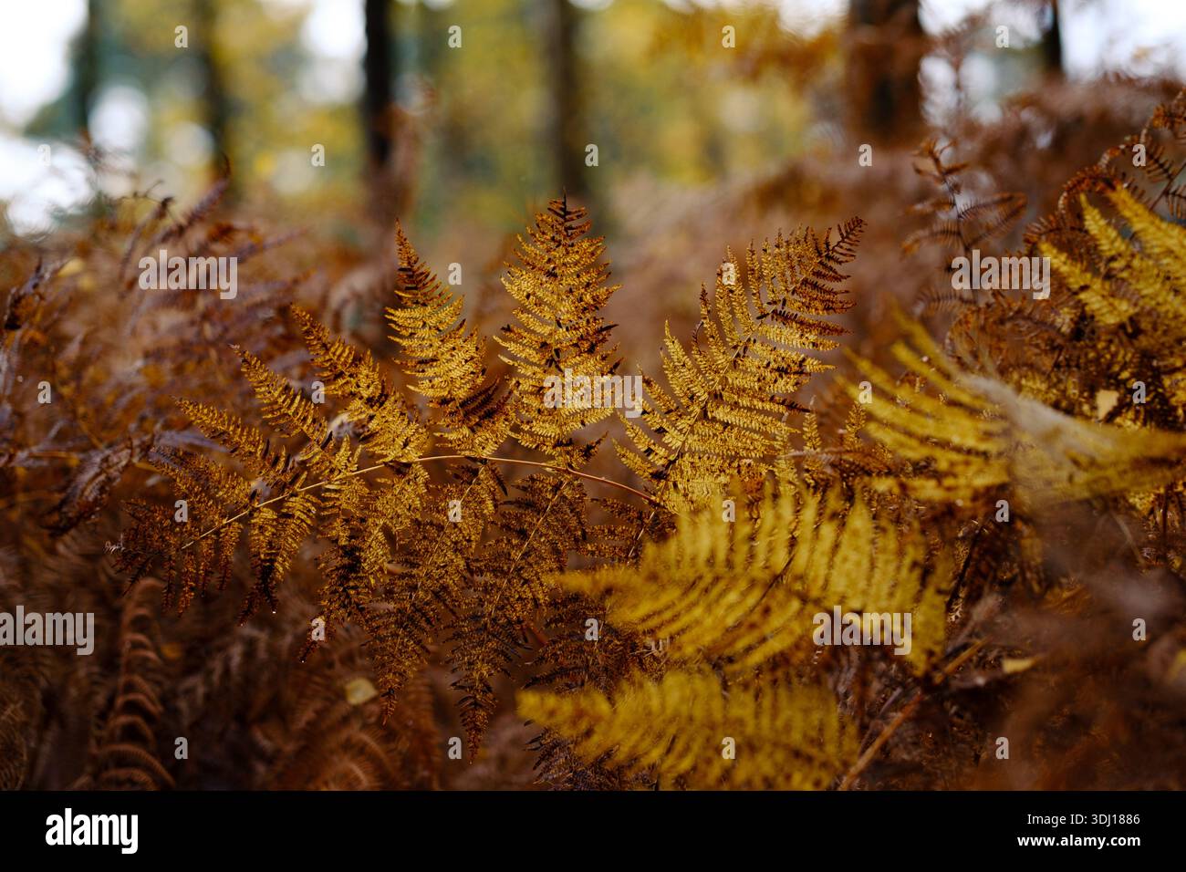 Nahaufnahme von Orangenfarnen, die von der Sonne auf dem Waldboden hinterleuchtet werden, am Ende des Pflanzenlebenszyklus während der Jahreszeit Stockfoto
