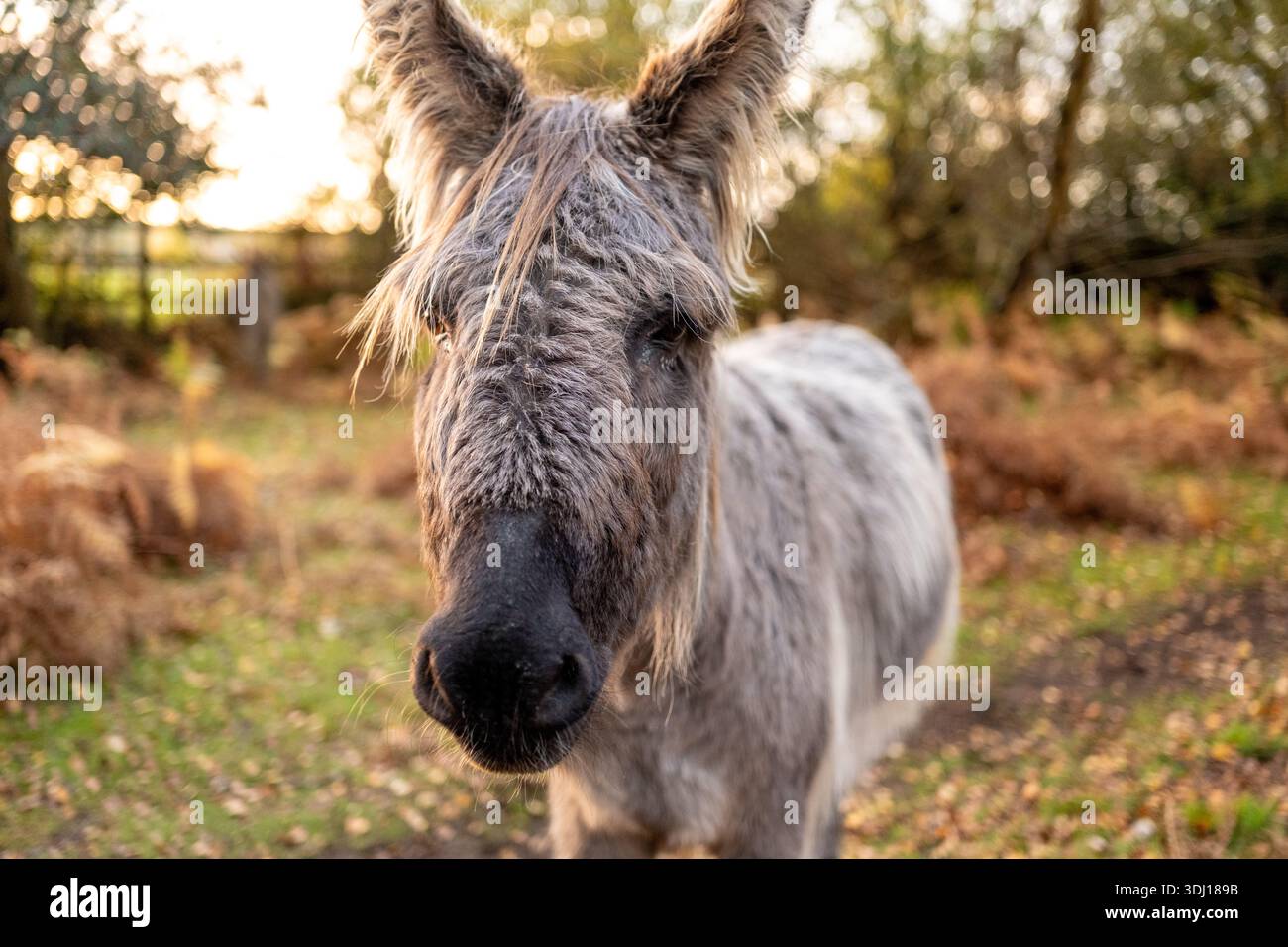 Ein New Forest Esel in der Nähe der Kamera und blickt in das Objektiv mit einem nassen zotteligen Fell, das im herbstlichen Licht gefangen ist, wenn die Sonne untergeht. Stockfoto