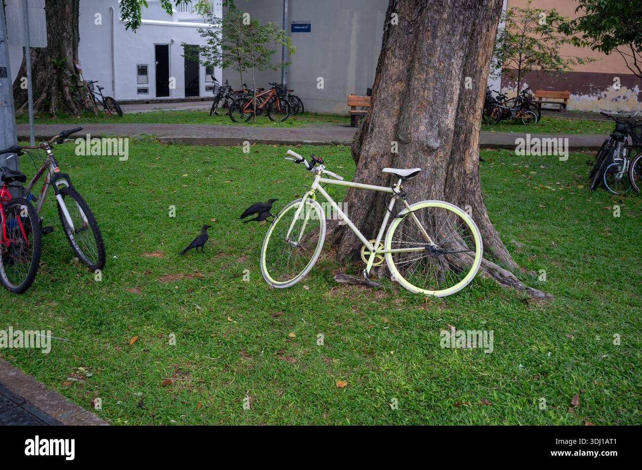 Ein Rasen-Gemeinschaftsbereich in Singapur mit vielen Fahrrädern, von denen eines an einen großen Baum mit einem Vogel auf dem Rad lehnt. Stockfoto