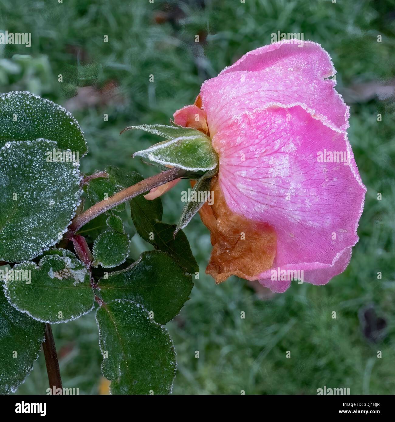 Eine frostbedeckte Rose, McCartney, überlebt den Winter in einem West Sussex Garten Stockfoto