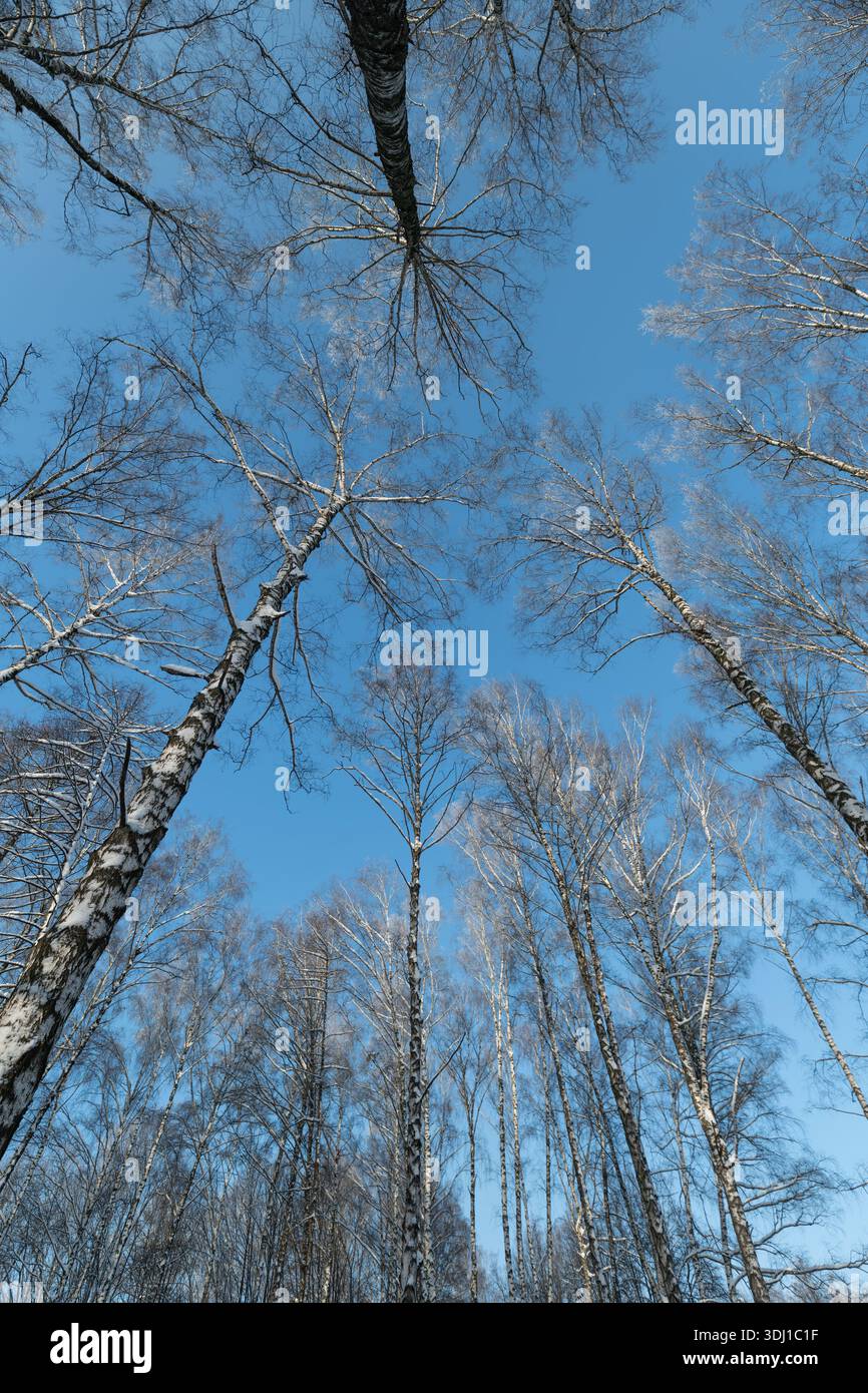 Hohe vertikale Birkenperspektive am Himmel, starker linearer Rhythmus von Stämmen und Ästen, die natürliche Geometrie bilden, minimalistische Palette, die für Edito geeignet ist Stockfoto