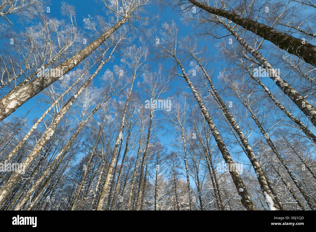 Blick in das Birkendach des Frühlings, weiche weiße Katzenkinder, die vor tiefblauem Himmel schweben, ruhige Stimmung, zarte neue Blätter, ausgewogene Komposition, sanftes Licht Stockfoto