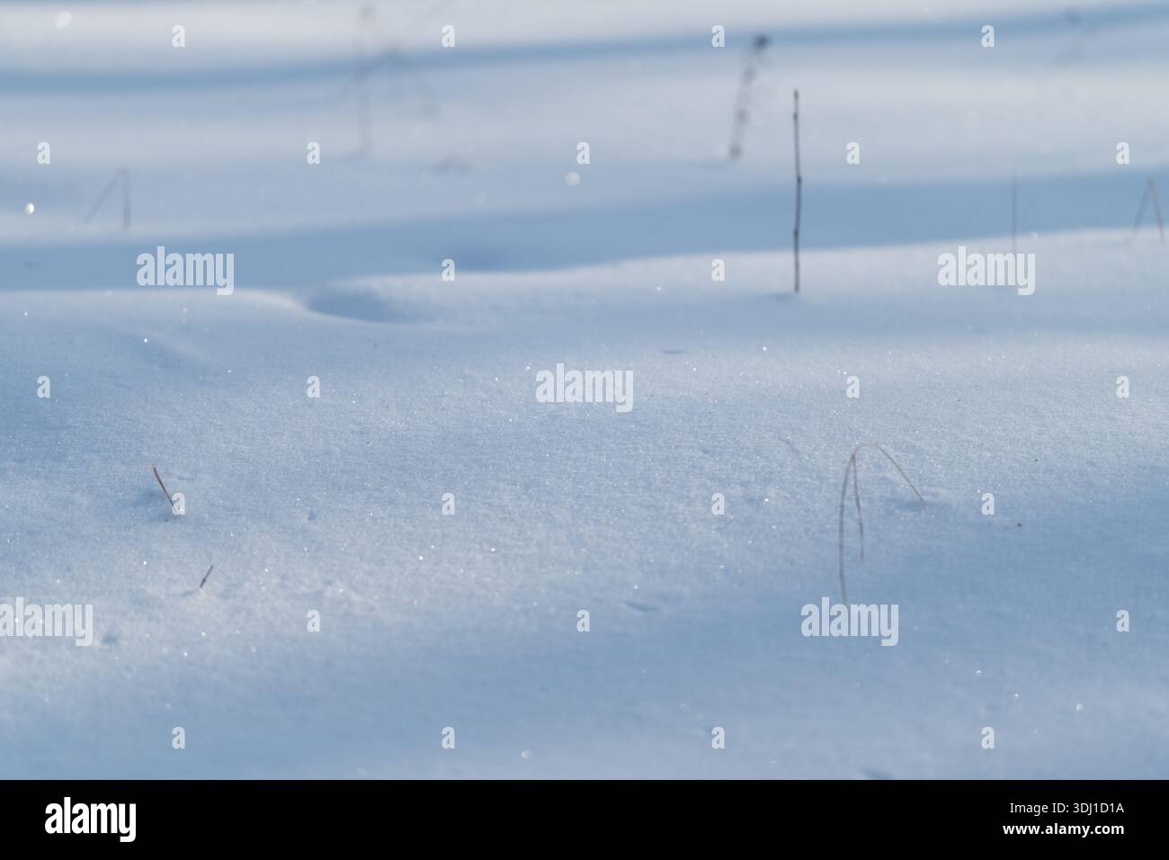 Glatte Schneeebene mit aufrechten Stängeln und subtilen Wellen, weichem kristallinem Glanz und schwachen Schattenbändern, ruhiger Winterstimmung, die Einfachheit betont Stockfoto
