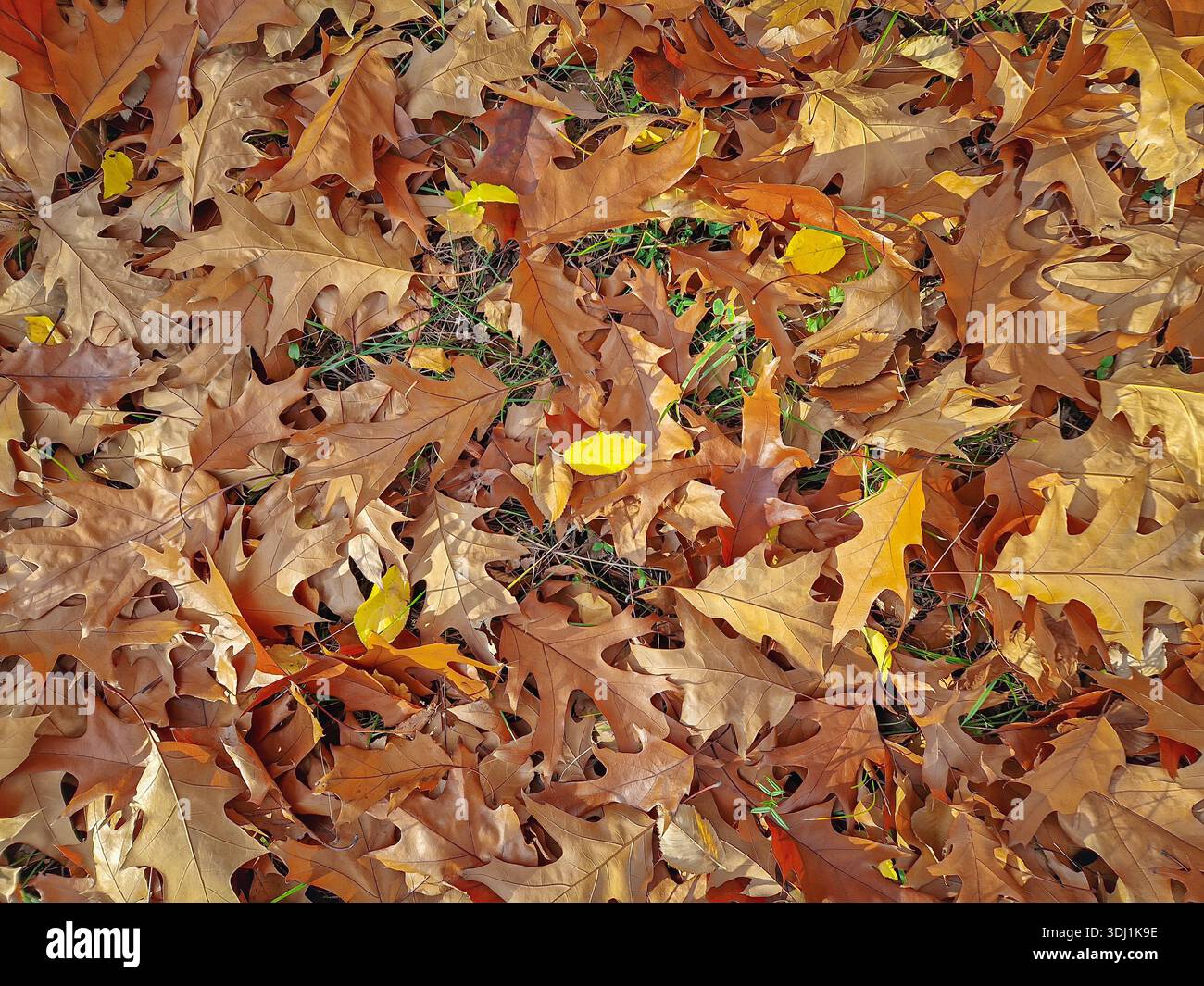 Eine Nahaufnahme des Bodens, vollständig bedeckt von einer dichten Schicht gefallener Eichenblätter von satter rostiger brauner Farbe, mit Flecken von grünem Gras, die durch die Tiefe ragen Stockfoto