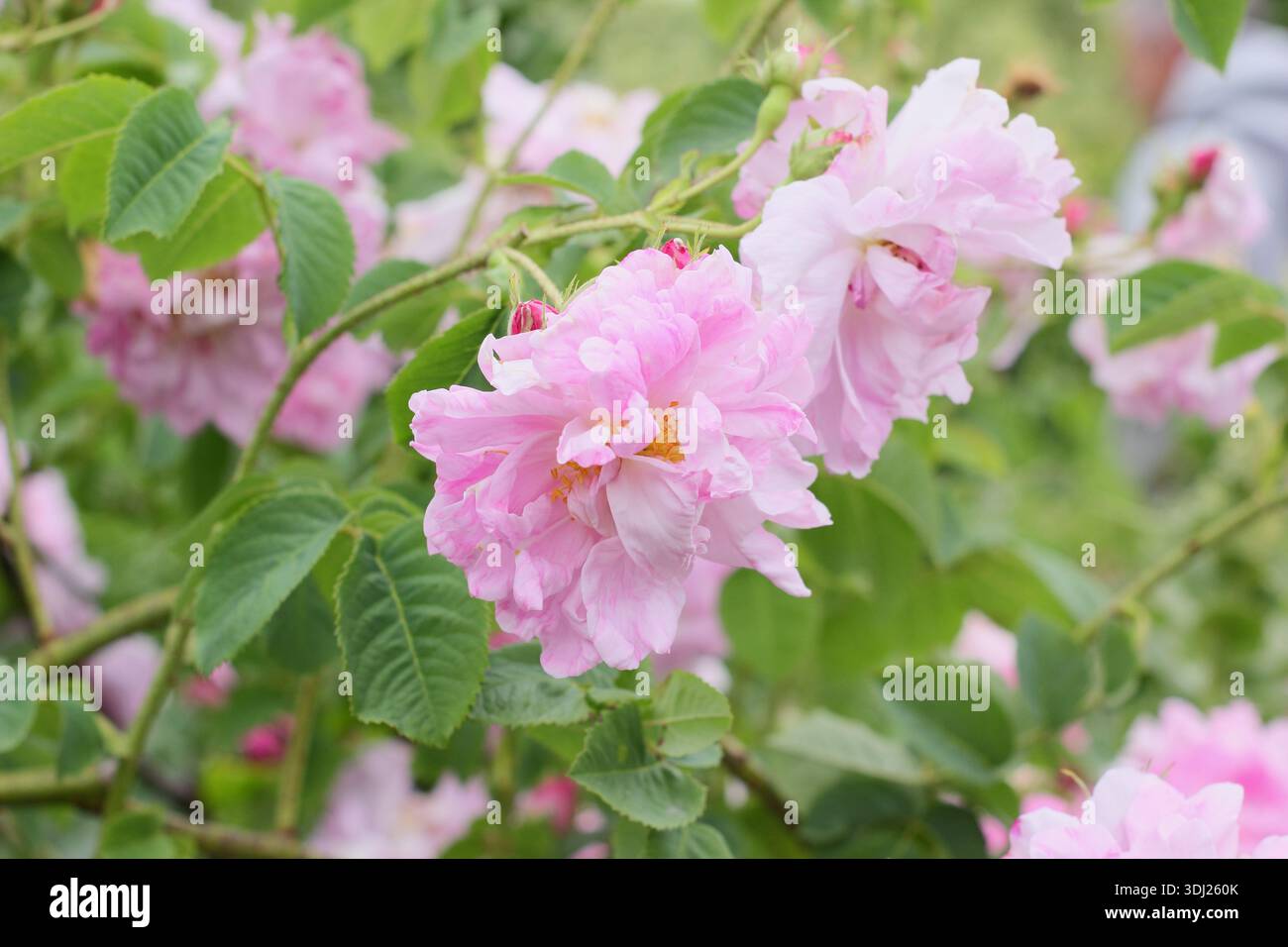 Rosa Amelia Rose, eine buschige Strauchrose mit rosa, doppelten, sehr duftenden Blüten. Auch Rosa Poulen011 genannt Stockfoto