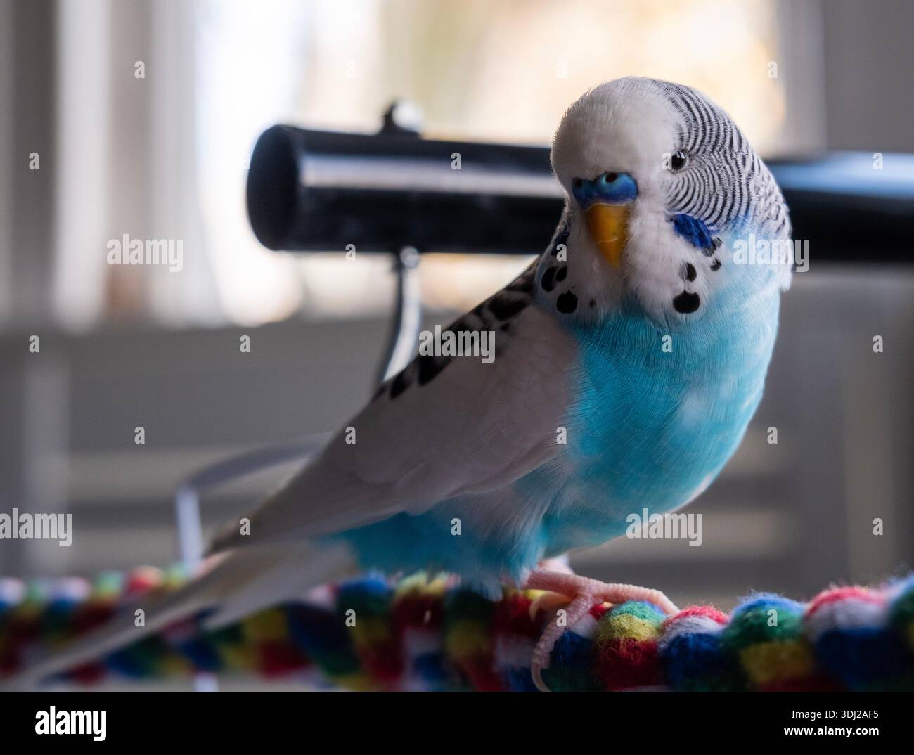 Ein Budgie, auch bekannt als Wellensittich, ist ein kleiner Langschwanzpapagei aus Australien. Stockfoto