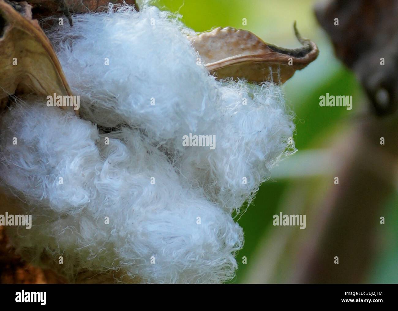 Nahaufnahme einer Baumwollpuppe auf der Pflanze, die weiche weiße Fasern und getrocknete Blätter zeigt. Stockfoto