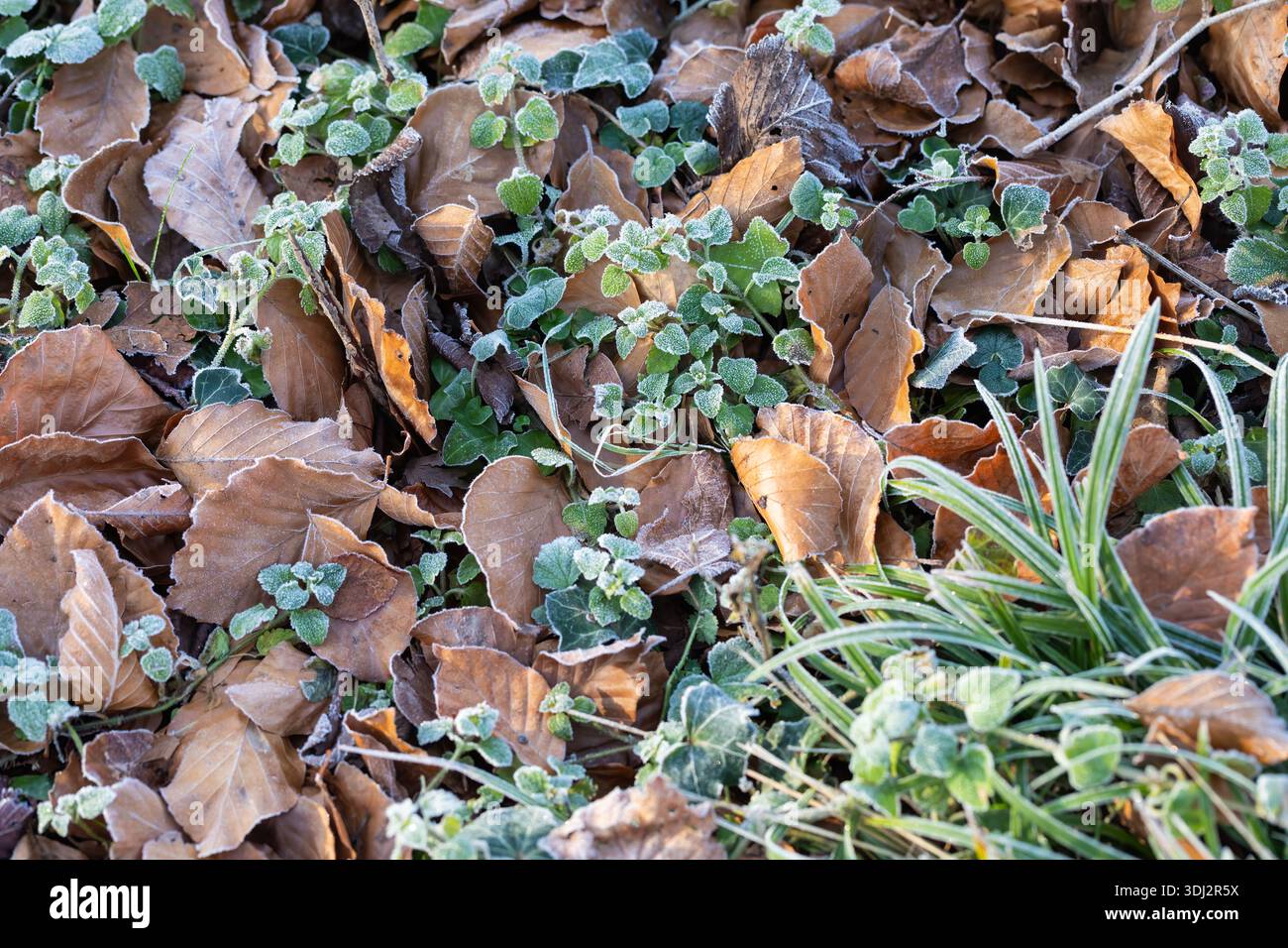 Frostige, gefallene Blätter zwischen grünen Blättern auf dem Boden Stockfoto