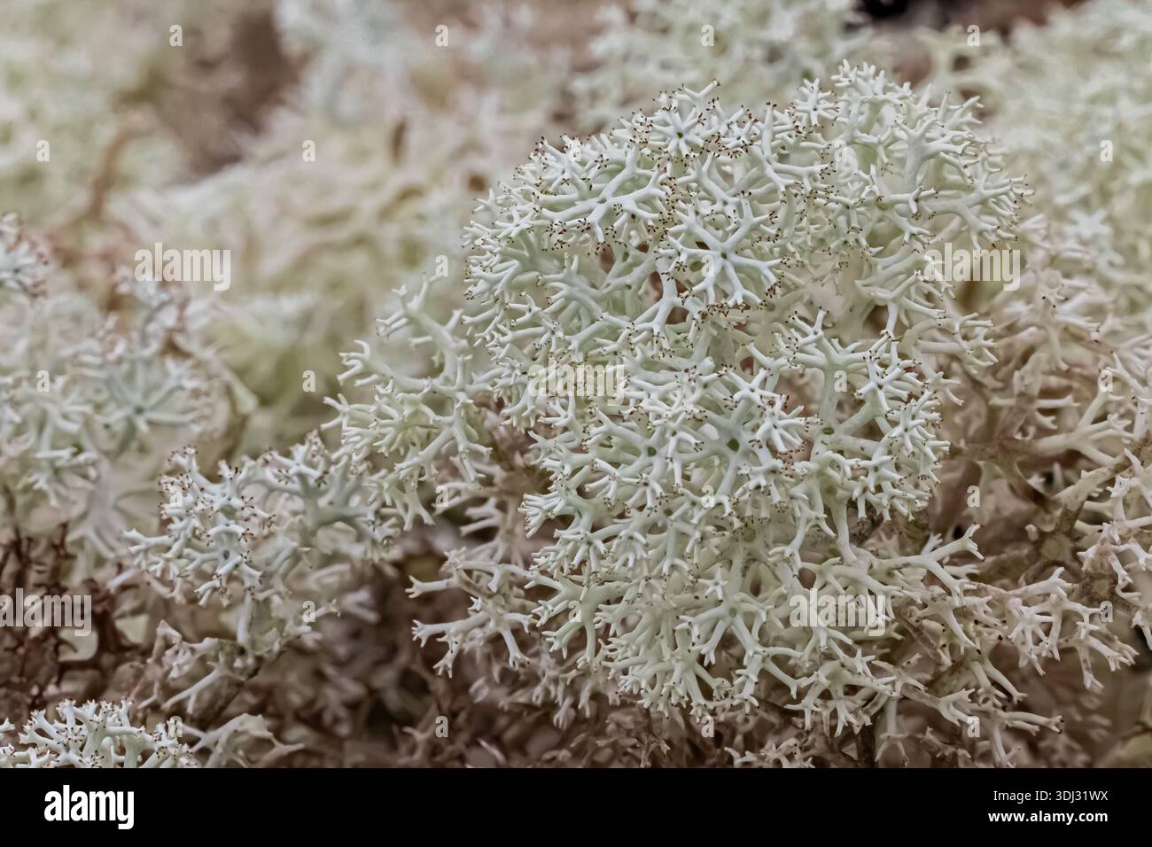 Rentierflechte mit Sternspitze, Cladonia stellaris, nahe Twillingate in Neufundland, Kanada Stockfoto