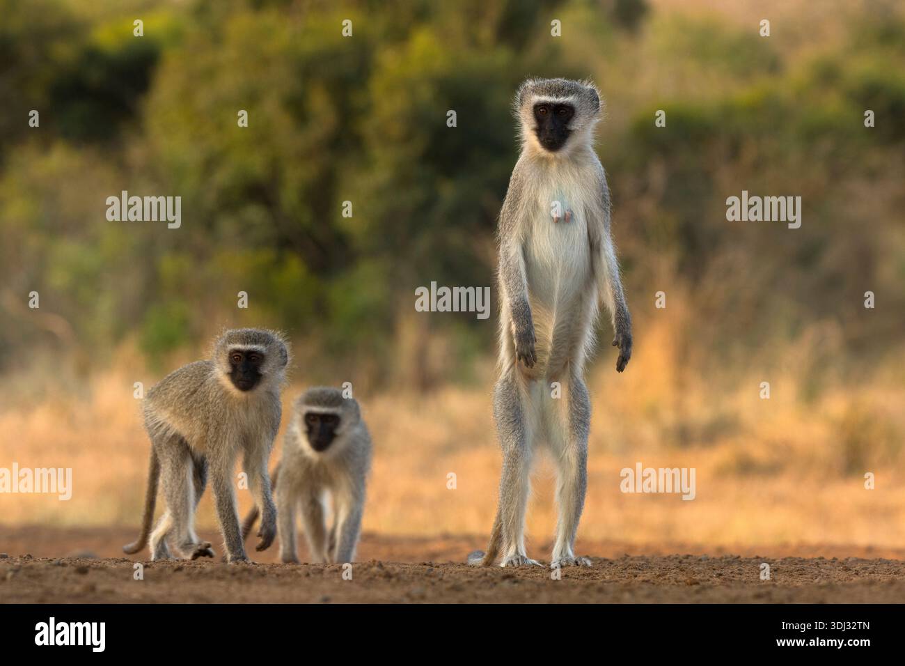 Wirbelaffen (Chlorocebus pygerythrus), Zimanga Naturschutzgebiet, KwaZulu-Natal, Südafrika Stockfoto