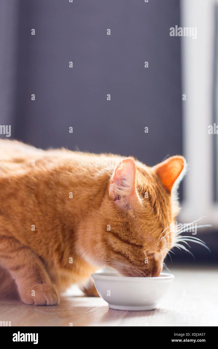 Wunderschöne reinrassige Ingwerkatze, die neben einer weißen Schüssel sitzt, auf dem Boden neben dem Küchenraum steht und morgens isst. Stockfoto