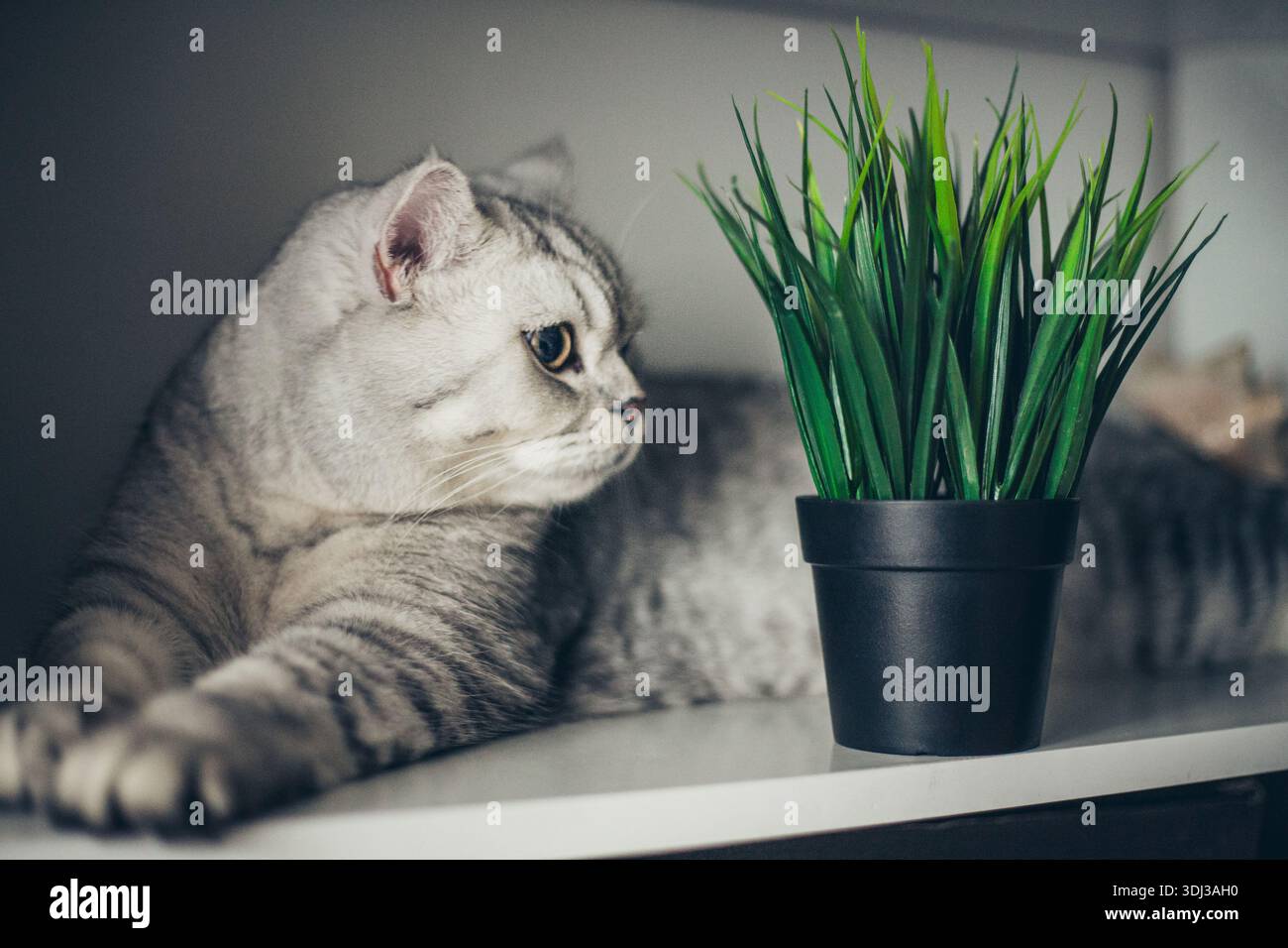 Niedliches, kurioses, graues britisches Kätzchen schnüffelt an einem Topfpflanzen-Sukkulenten. Das Konzept eines gesunden, süßen Kätzchens. Tierpflege. Tier- und Katzenprodukte Stockfoto