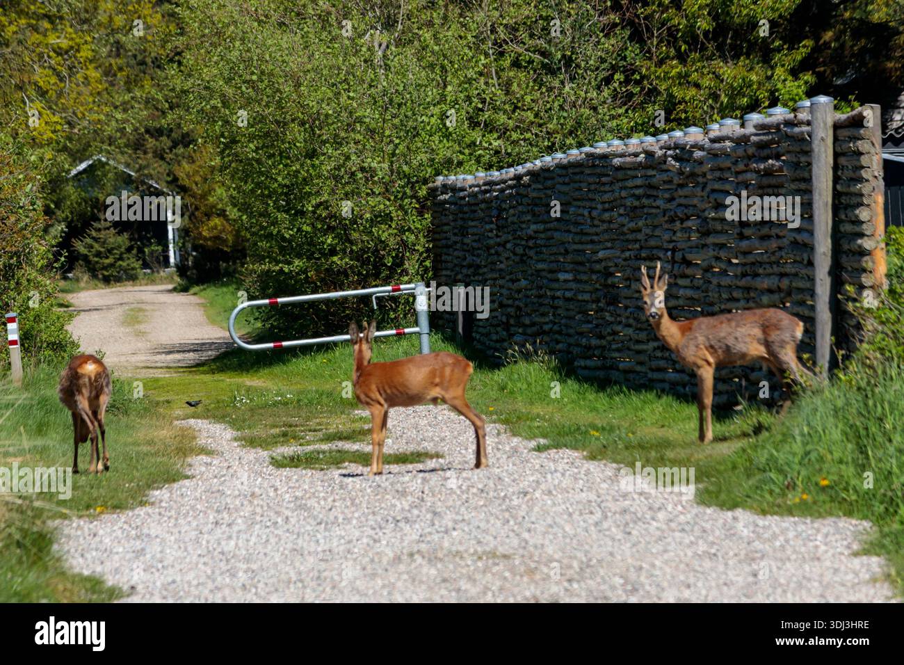 Sonnenlicht beleuchtet drei Hirsche auf einem Pfad in Dänemark Stockfoto