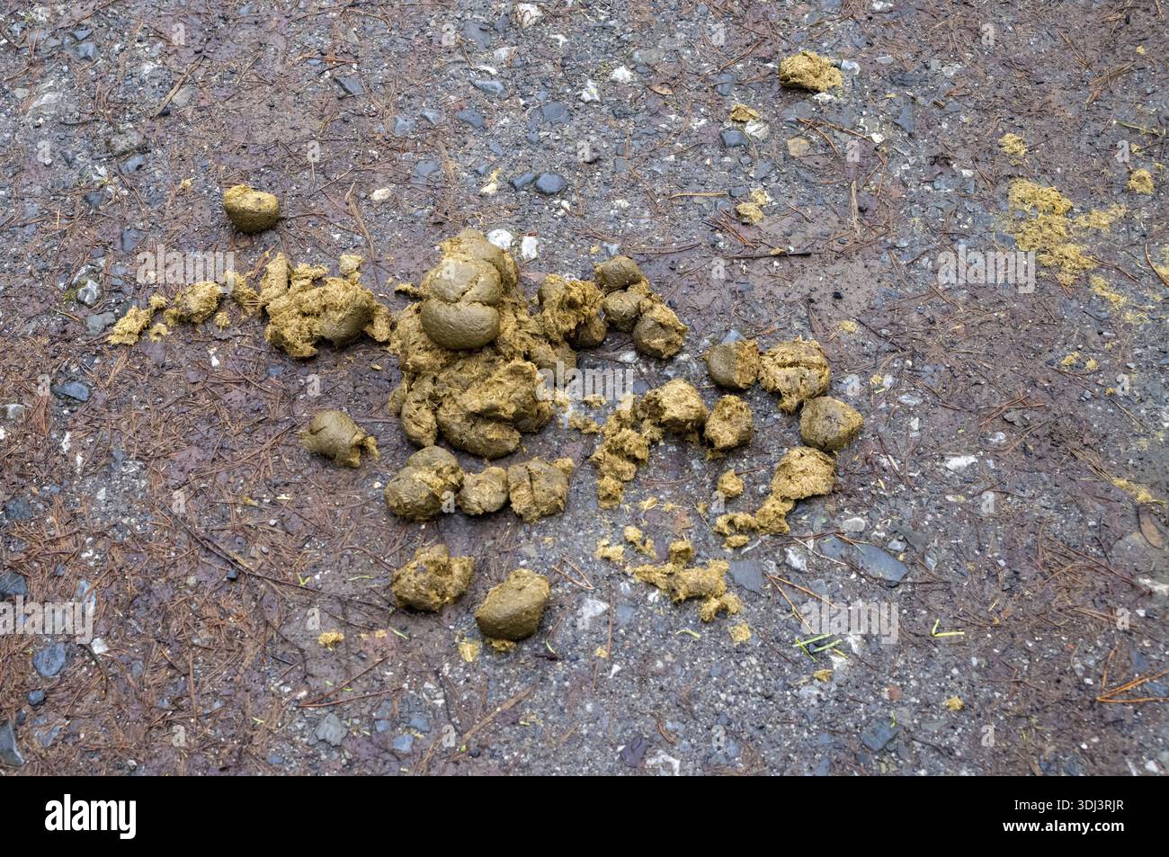 Frischer pferdemist -Fotos und -Bildmaterial in hoher Auflsung  Alamy