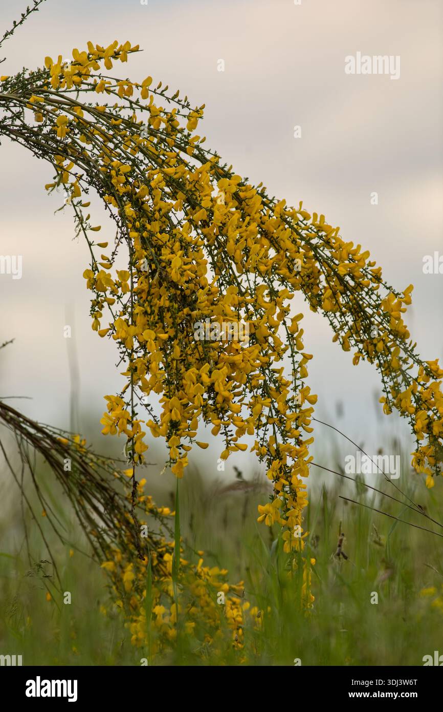 Ginster (Cytisus scoparius) blühend auf der Landwiese mit sanftem Licht Stockfoto