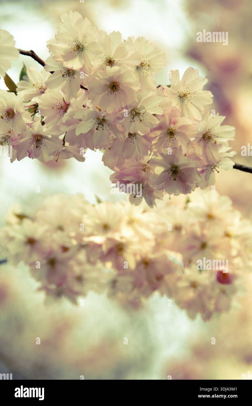 Sanfte Kirschblüten in Pastelltönen mit weichem, diffusem Licht Stockfoto