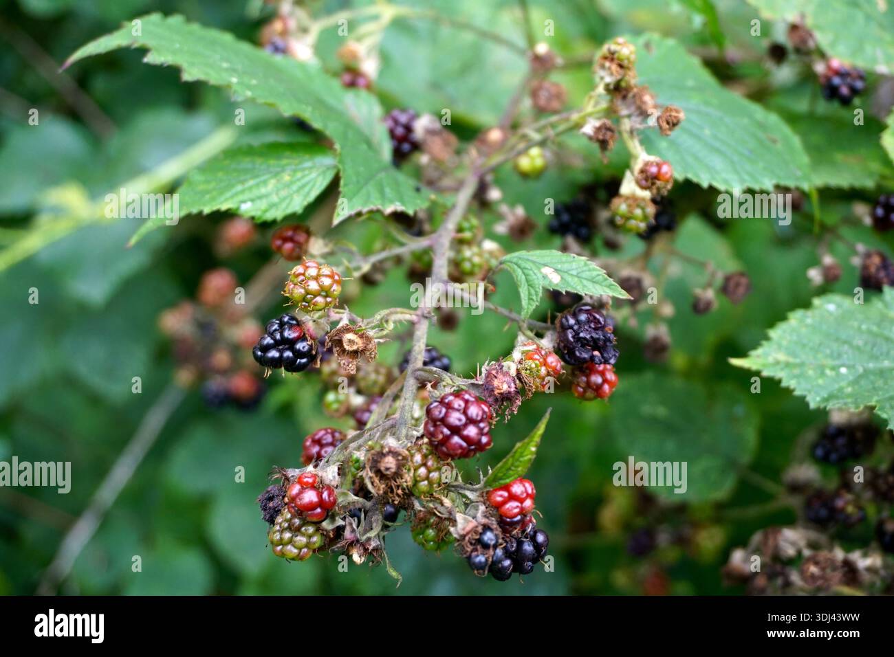 Reifende Brombeeren auf einem Brombeerstrauch mit grünen, roten und Reifen Früchten. Stockfoto